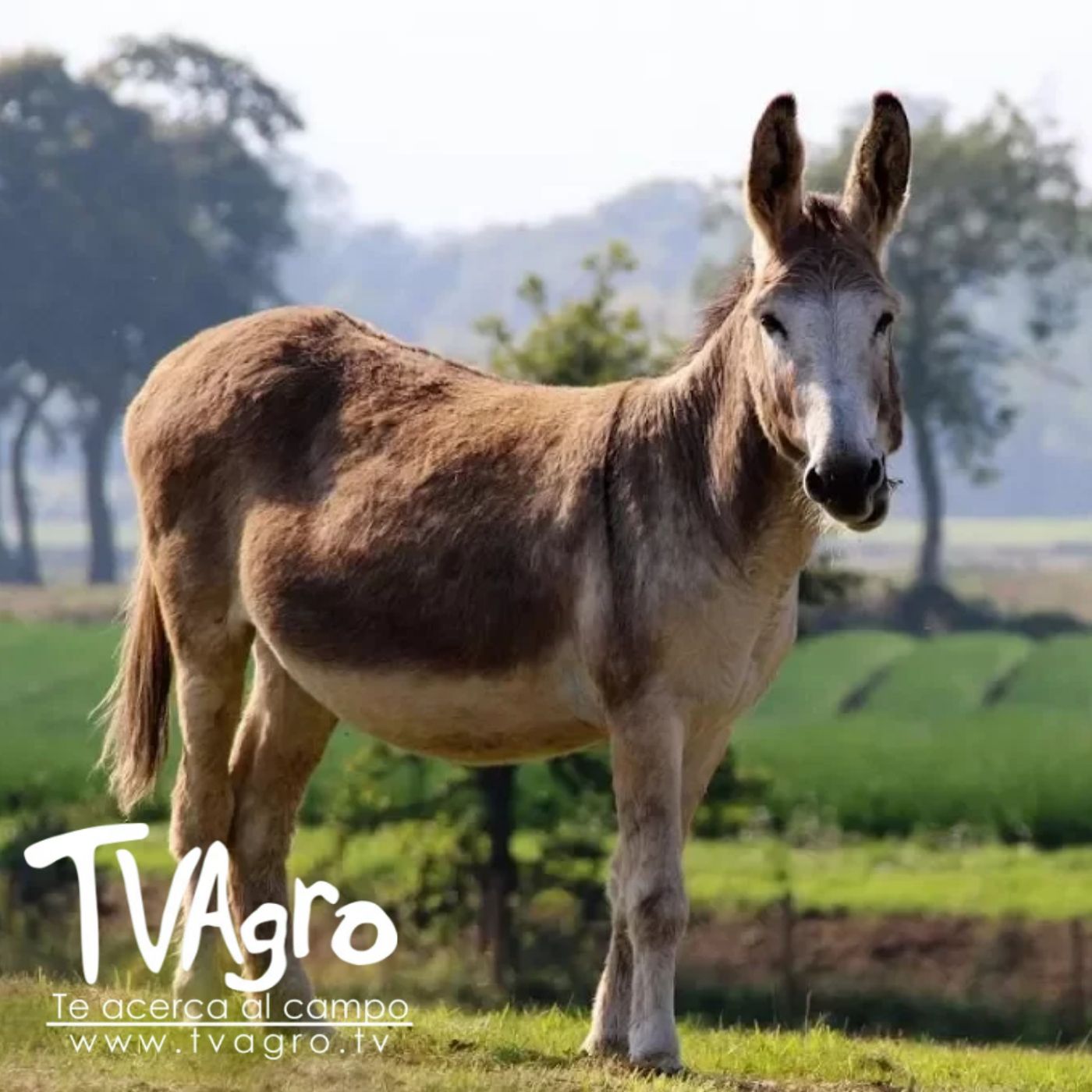 TV AGRO