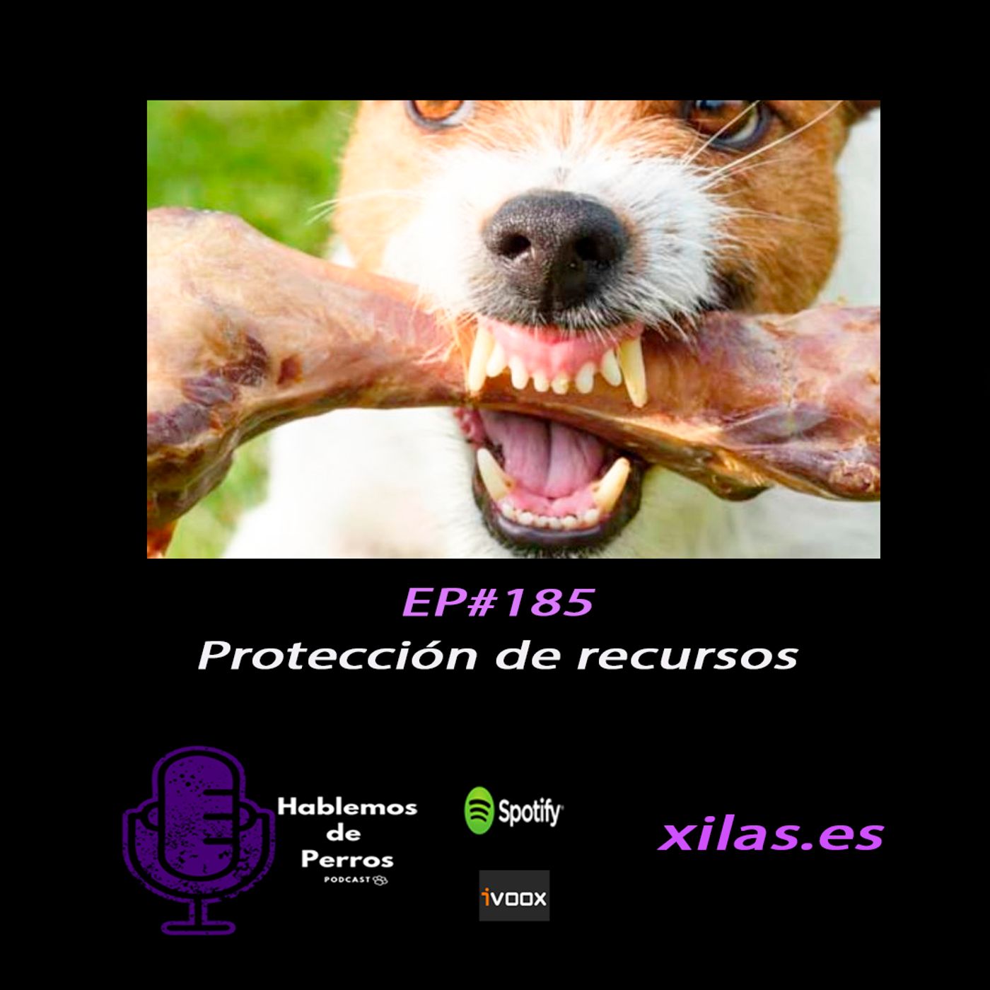 Hablemos de perros
