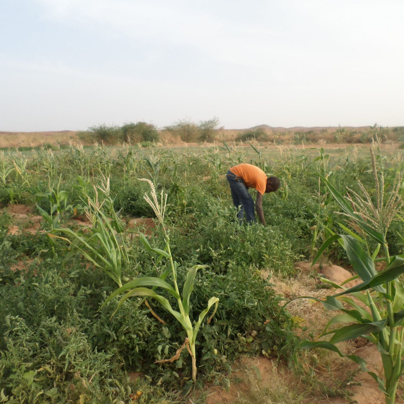 Agriculture, état civil et santé publique (Le Niger sur Kalangou) episode artwork