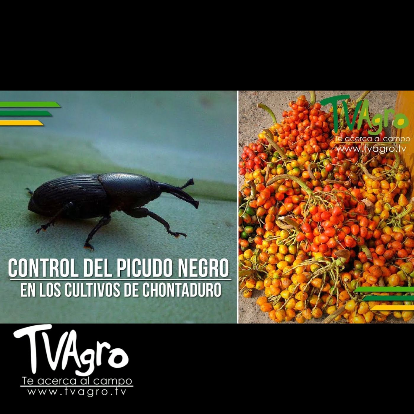 TV AGRO