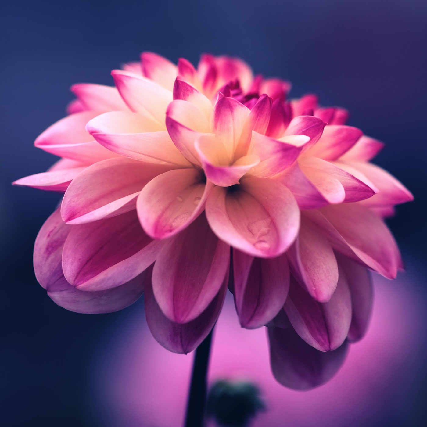 Reflection 204- The Calyx of Your Soul episode artwork