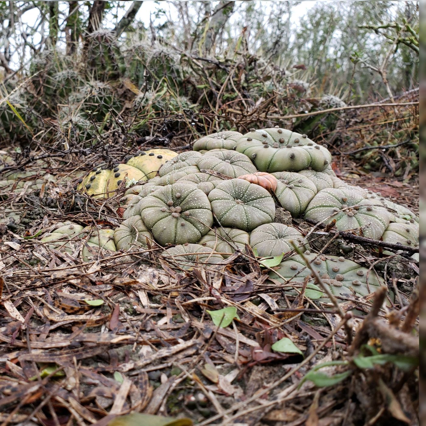Fighting with City Hall, Star Cactus Mortality, et
