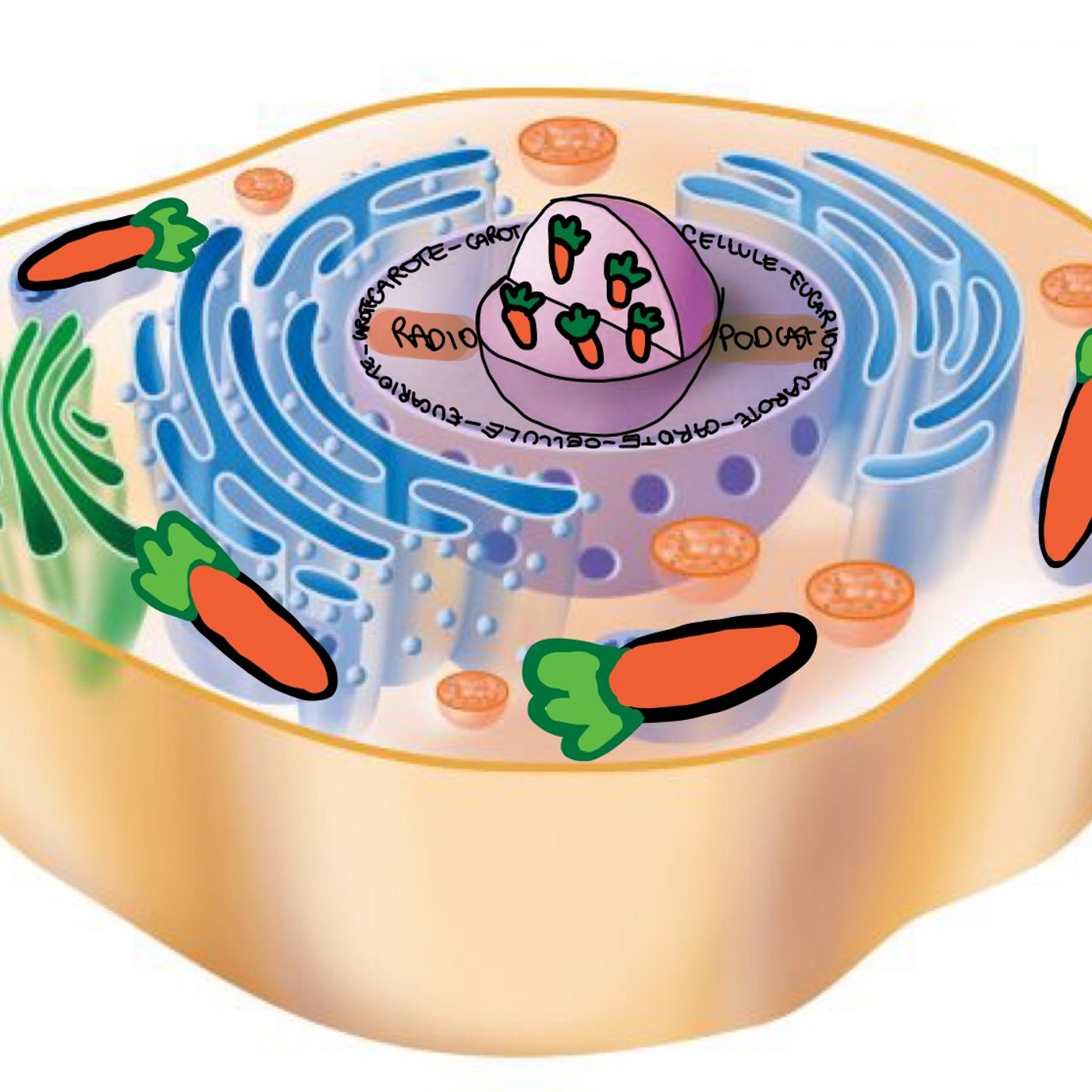 Carote, carote: cellule eucariote! cover art