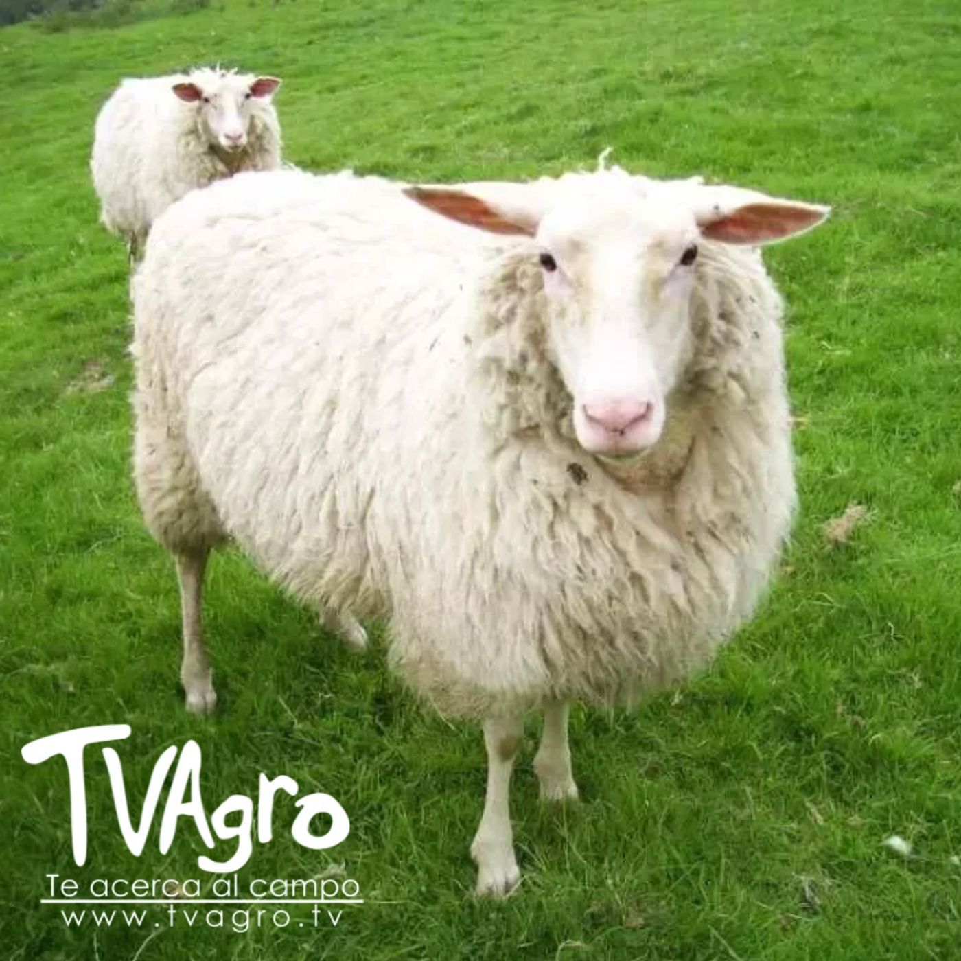 TV AGRO
