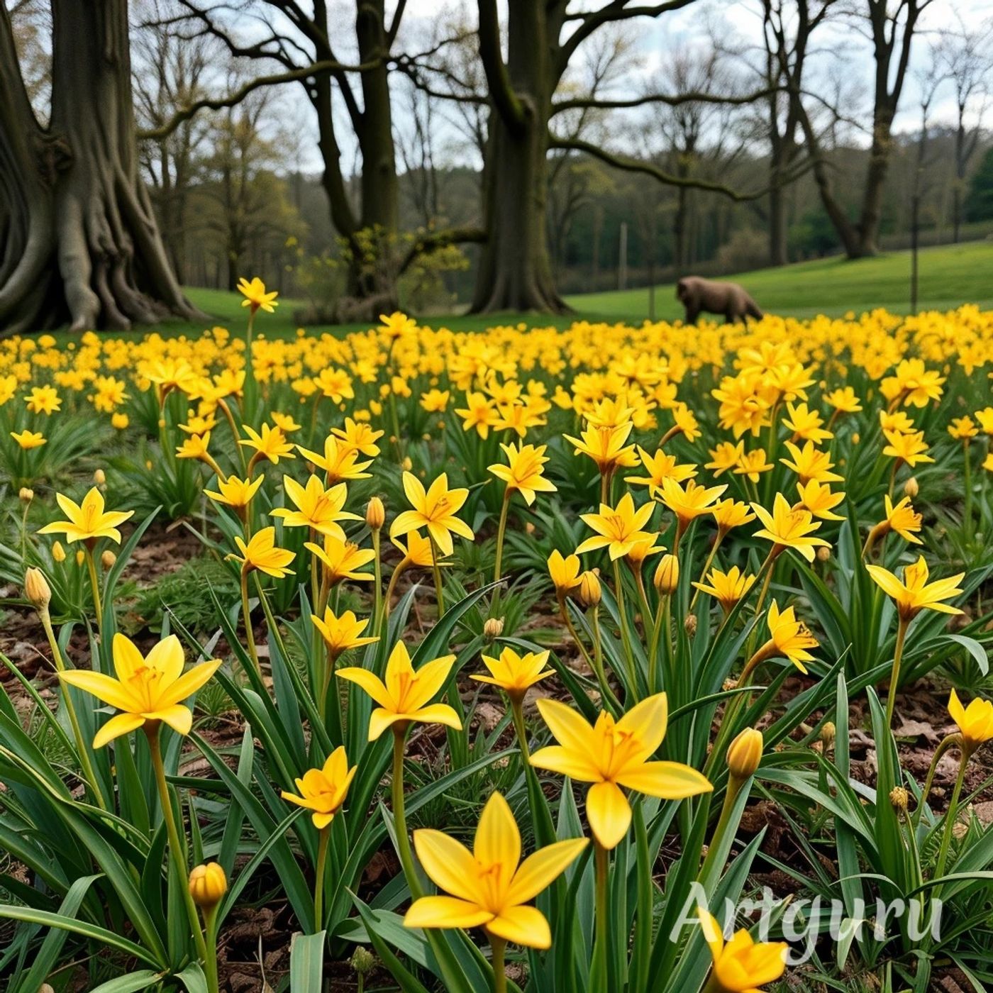 Let's discover a marvel, Daffodils episode artwork