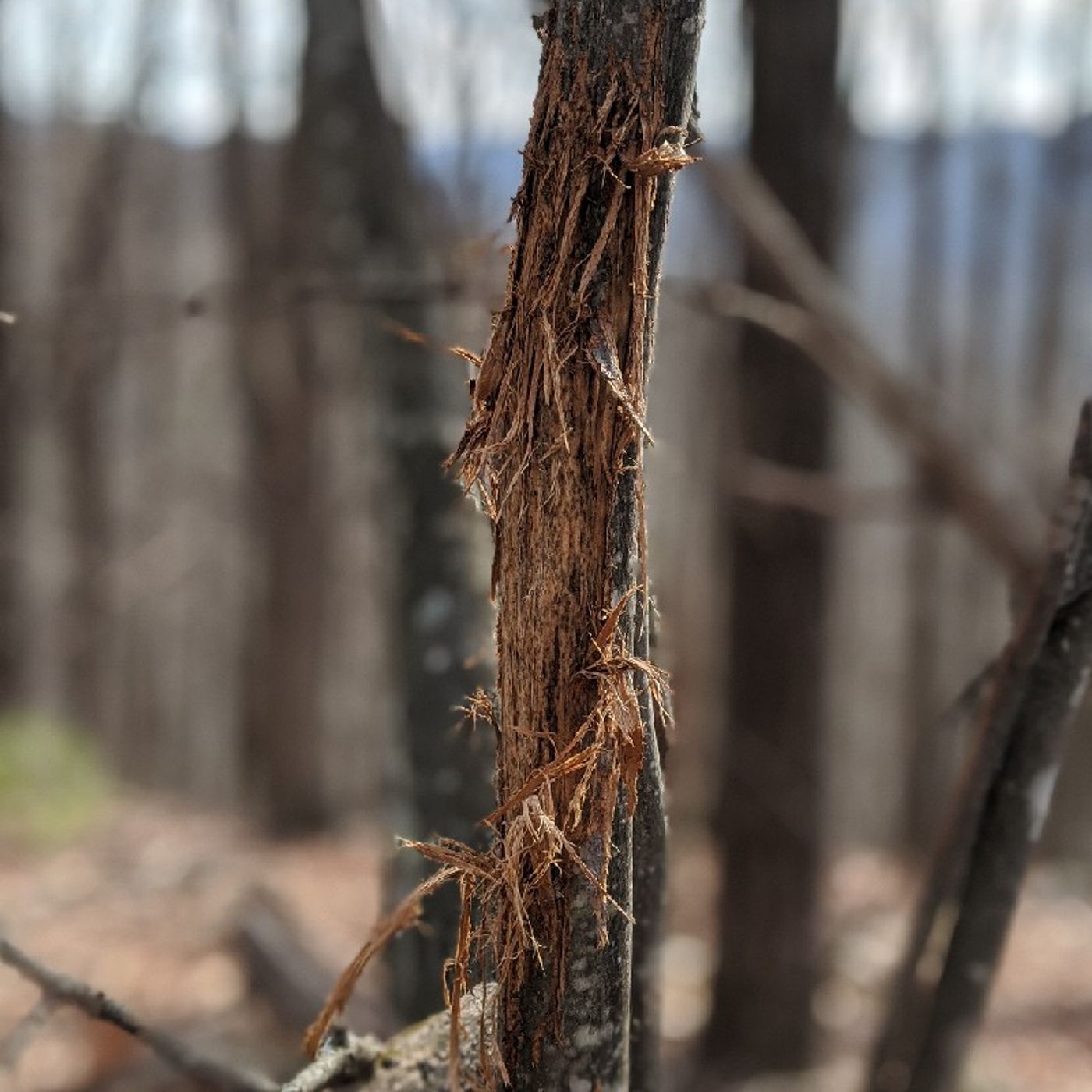 #8 Podcast Update !!! Public Land , News, And Deer Hunting