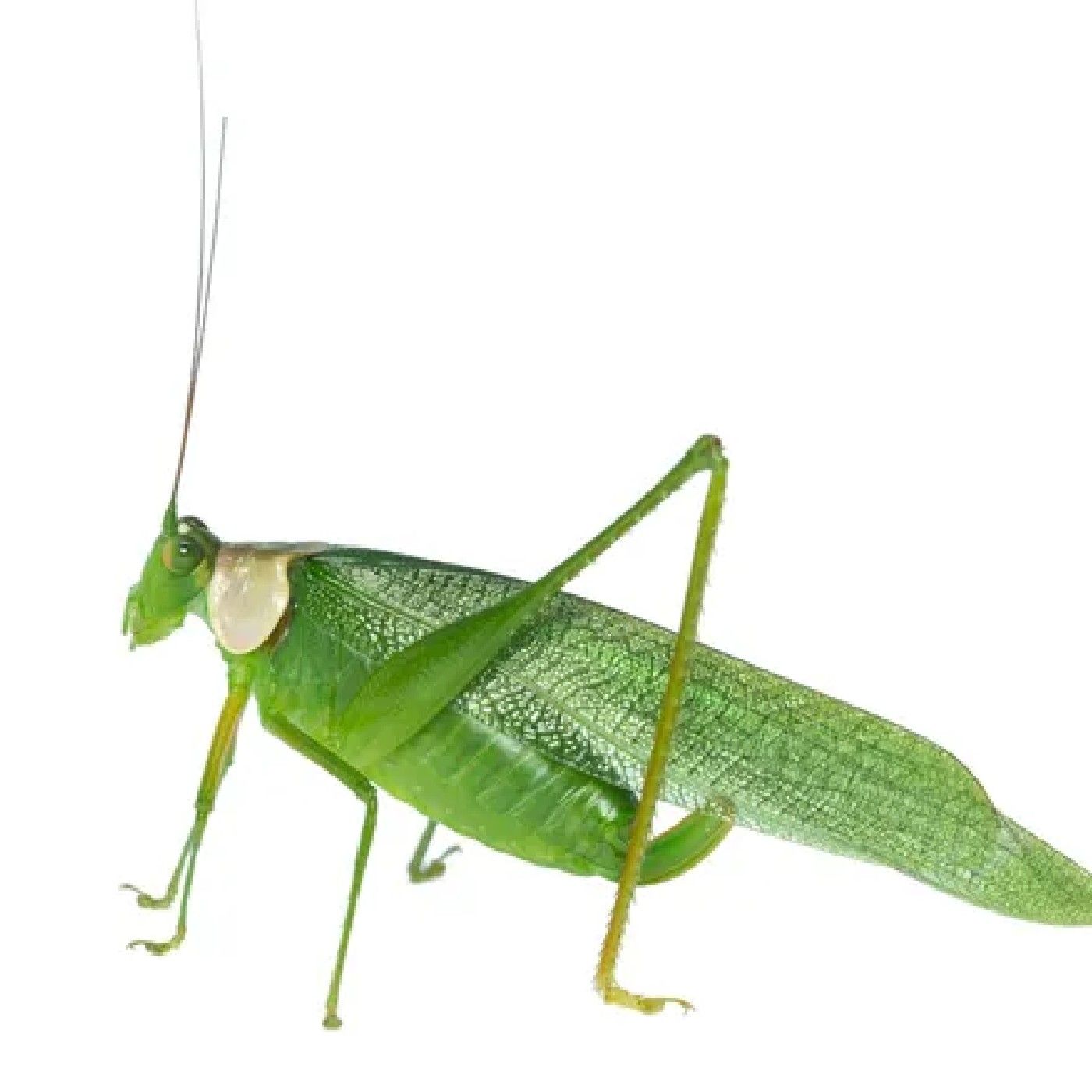 Teste drive cover art