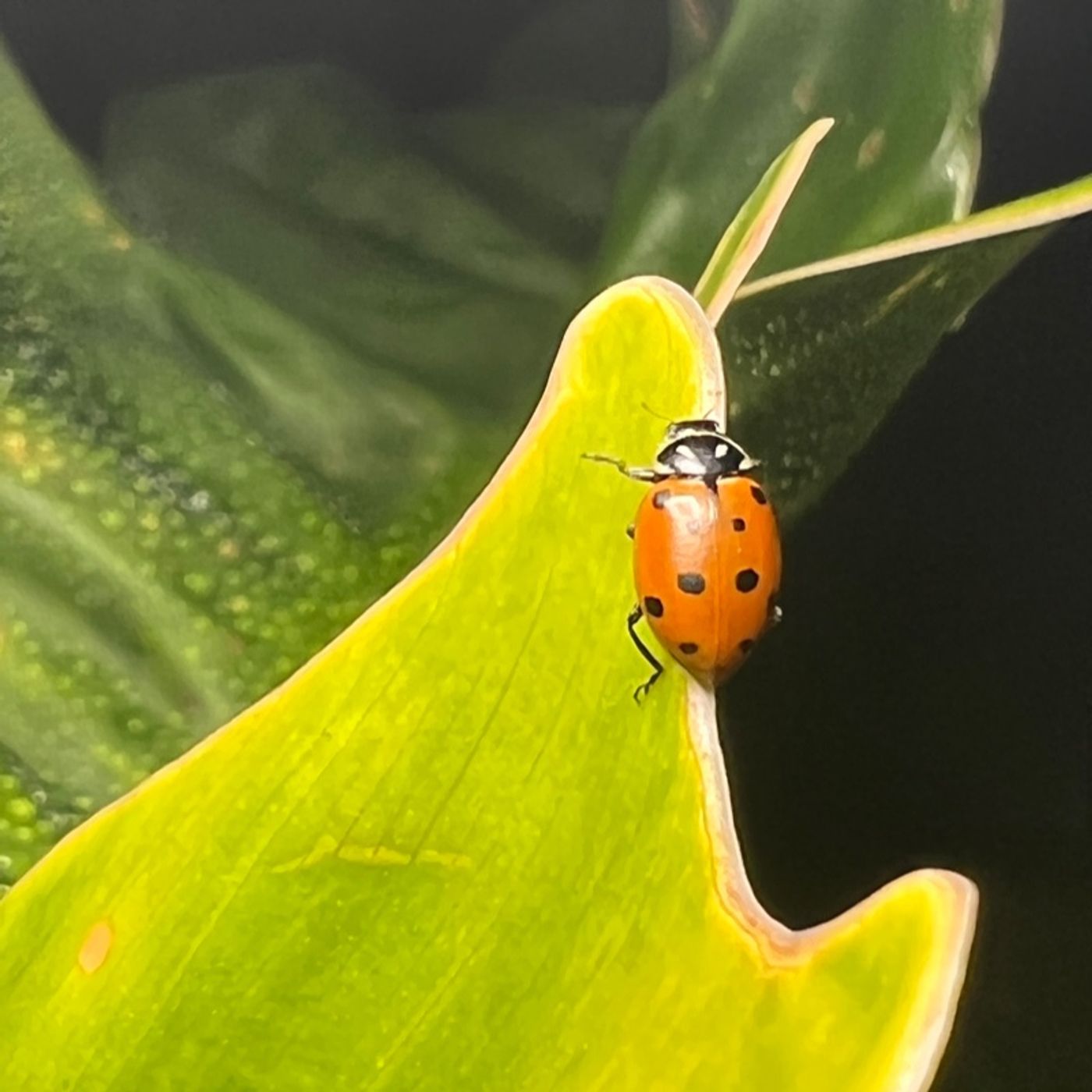 Episode 202 - 1500 Ladybugs