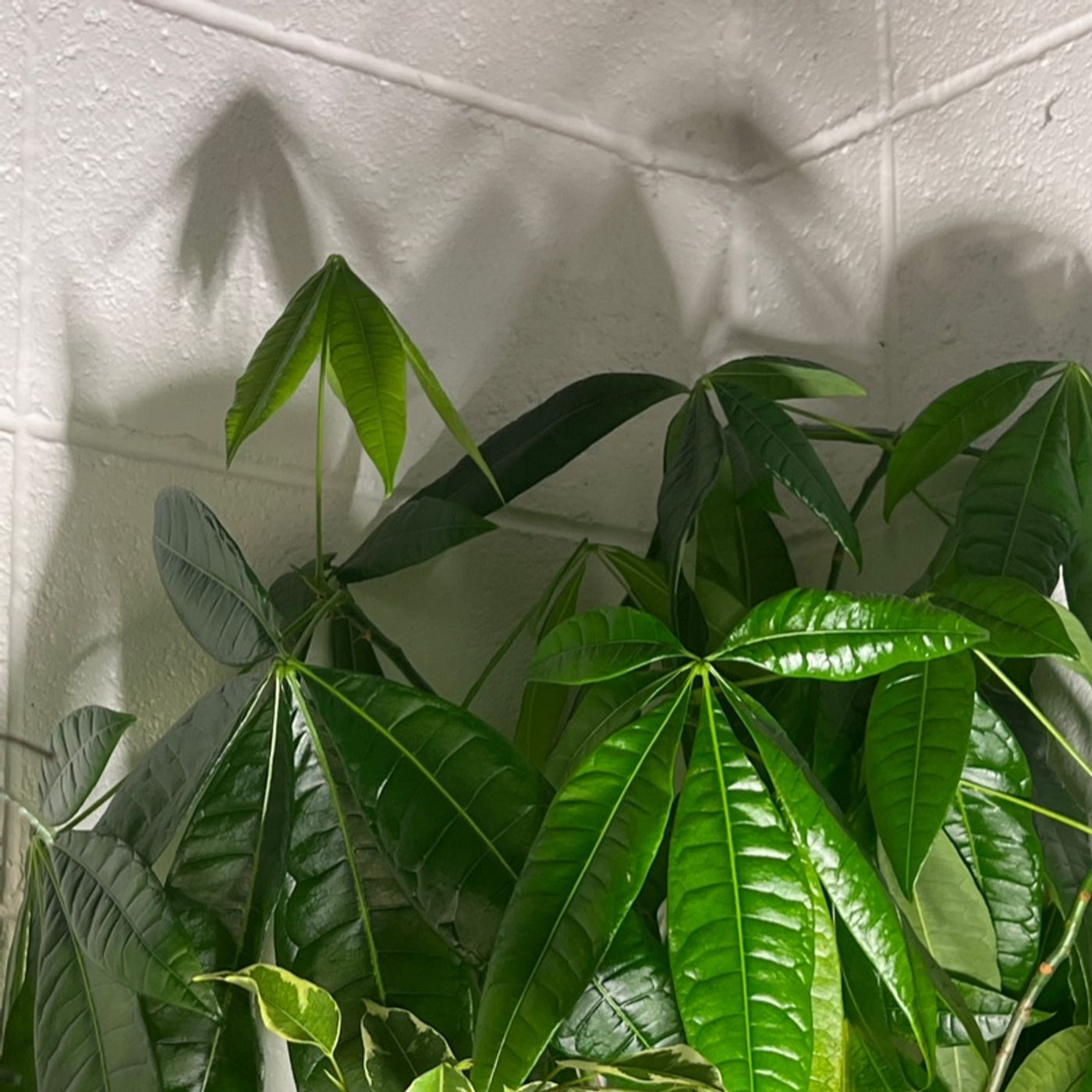 Episode 185 - Leaves + Light