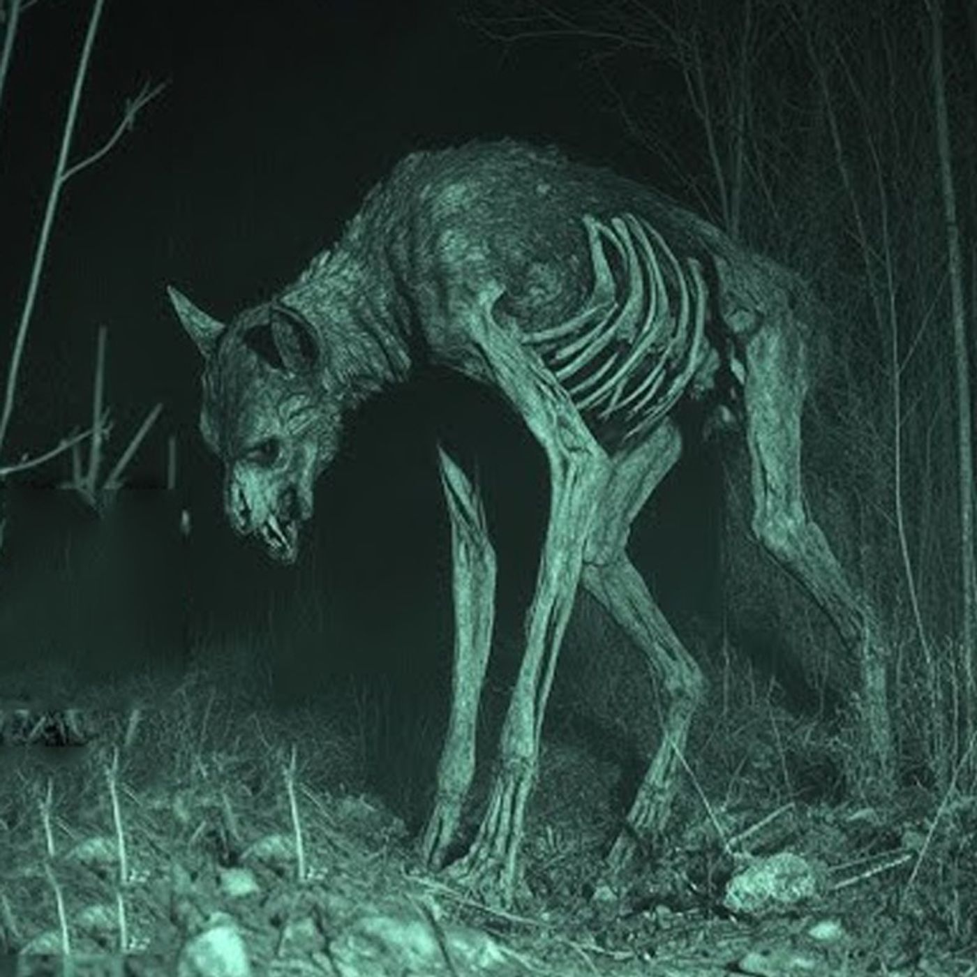 Un NAHUAL Casi Termina Con Mi Vida En El Bosque - Historias De Terror - Voces De La Noche