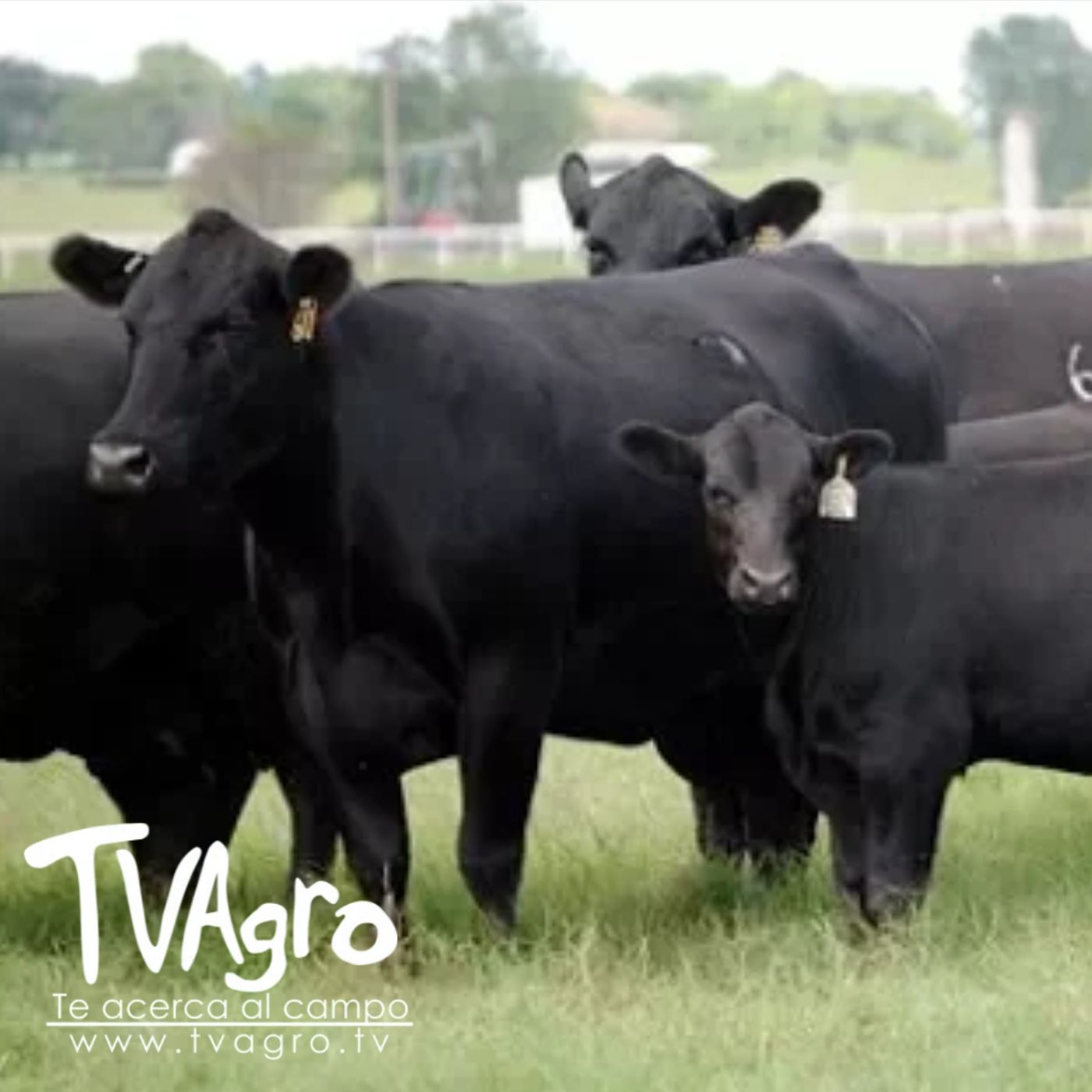 TV AGRO