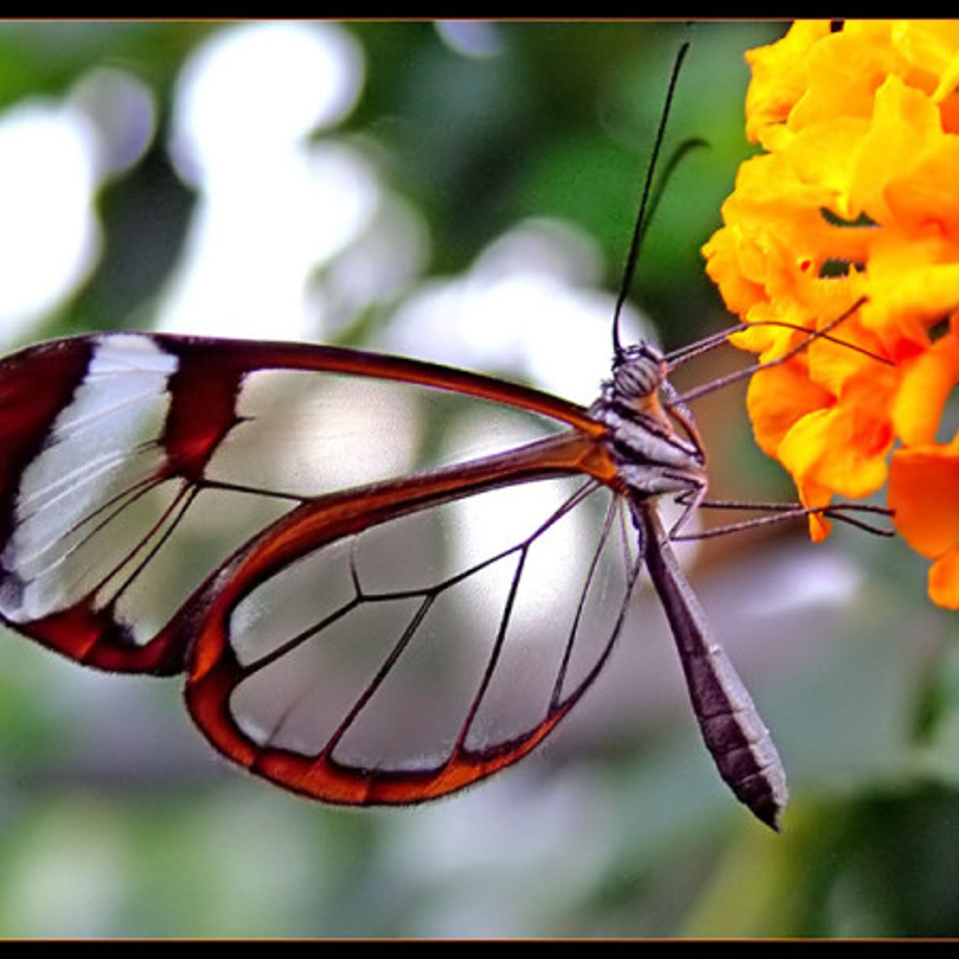 Les mots du Papillon