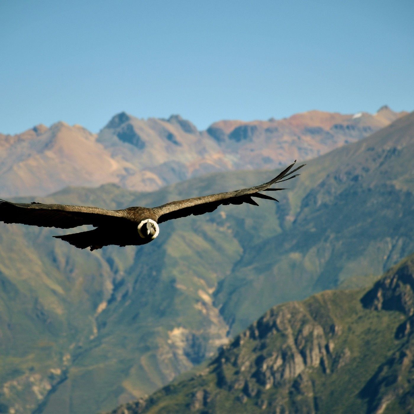 el condor de  los andes emily cañate