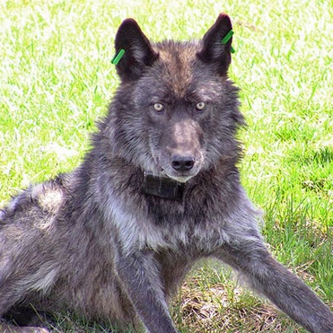 Conservation Groups Sue To Block Oregon Wolf Kill episode artwork
