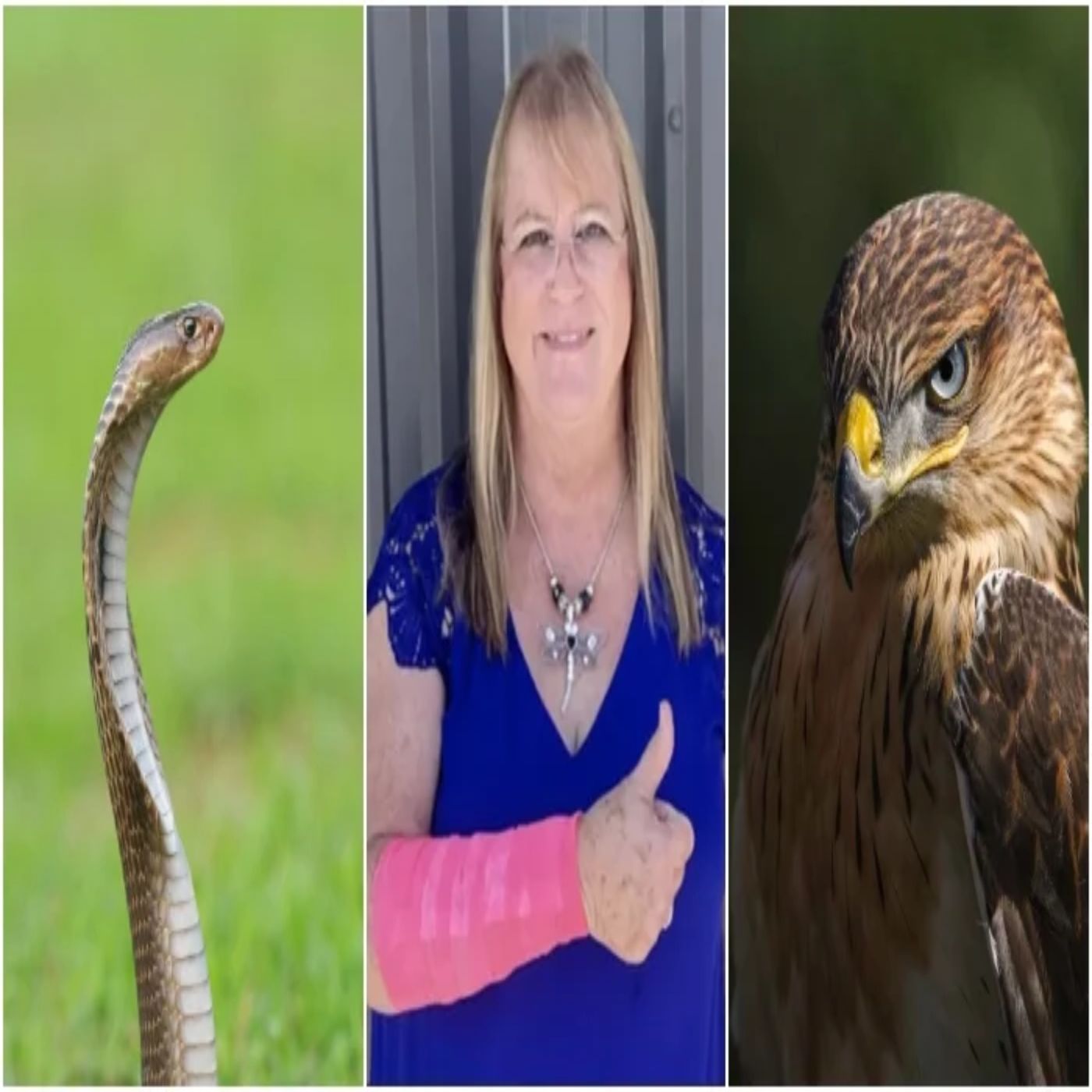 A hawk a snake and a wounded woman.