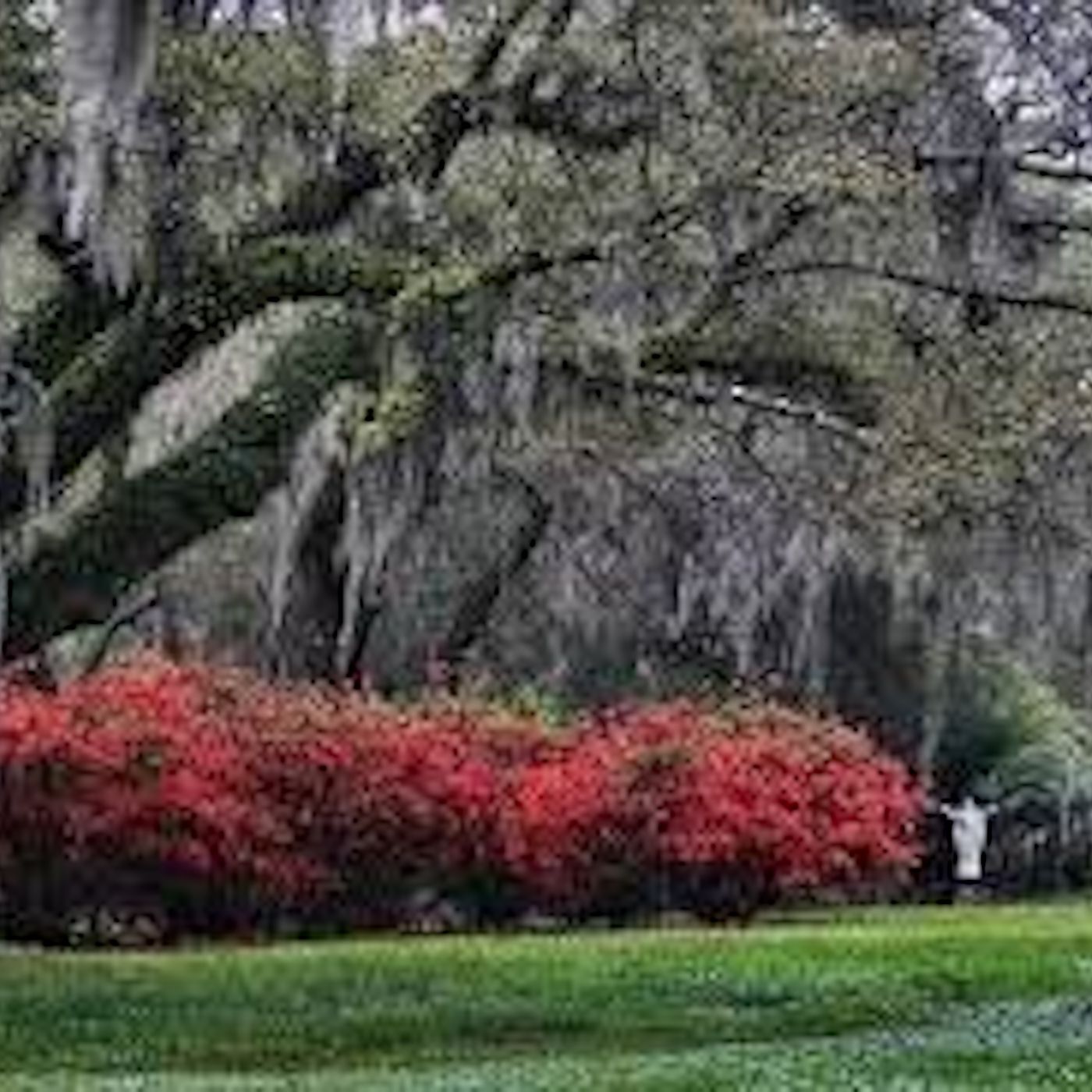 Charleston Chapters