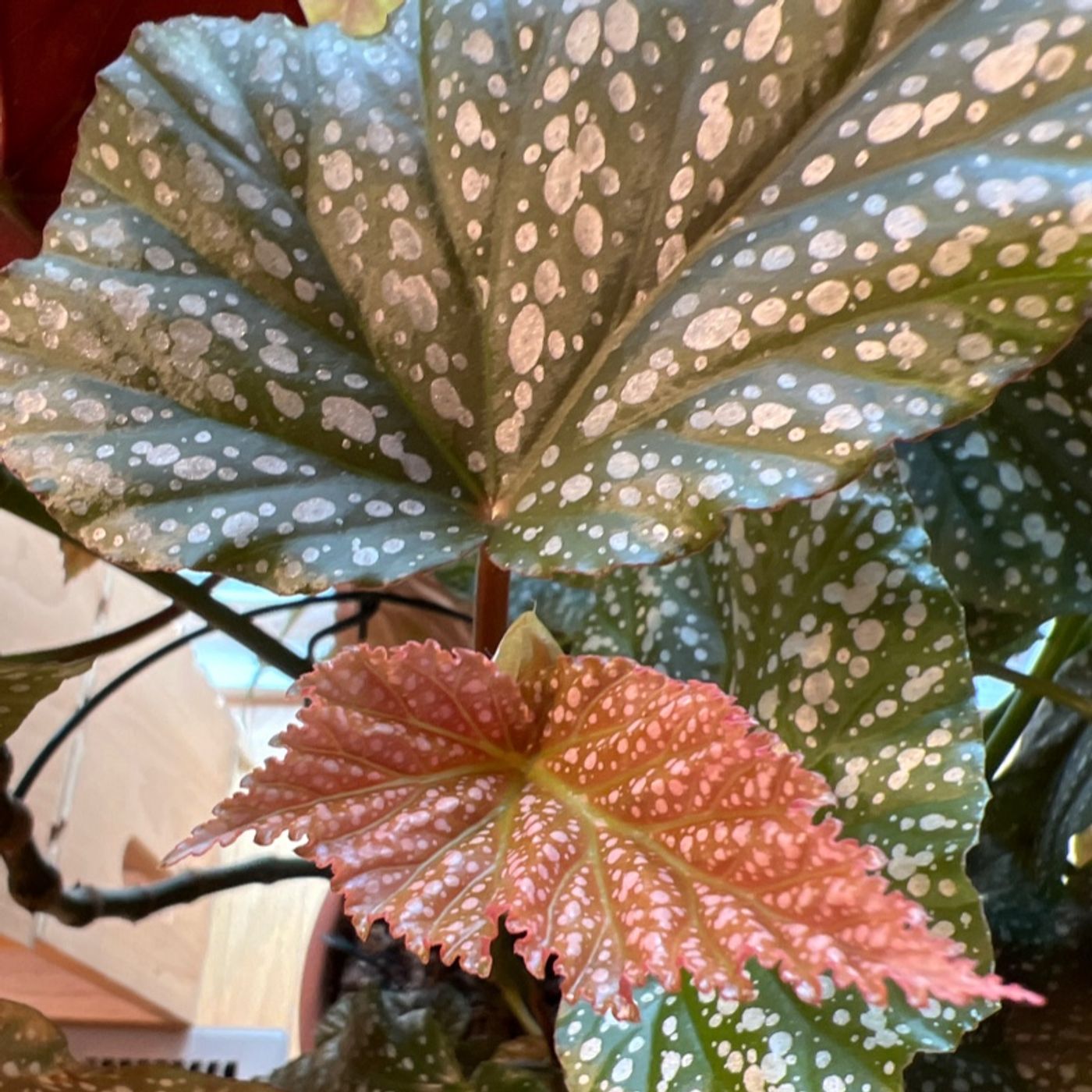 Episode 182 - Winter Begonia Care