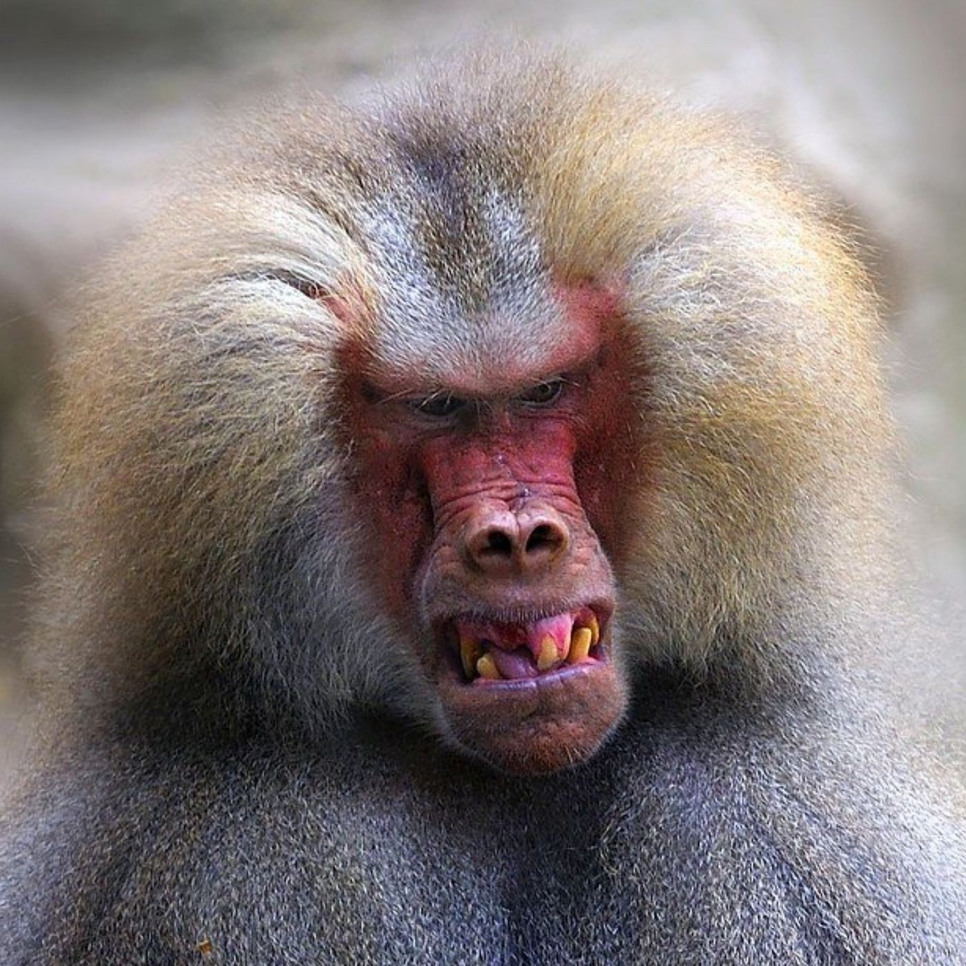 Impronta Animale