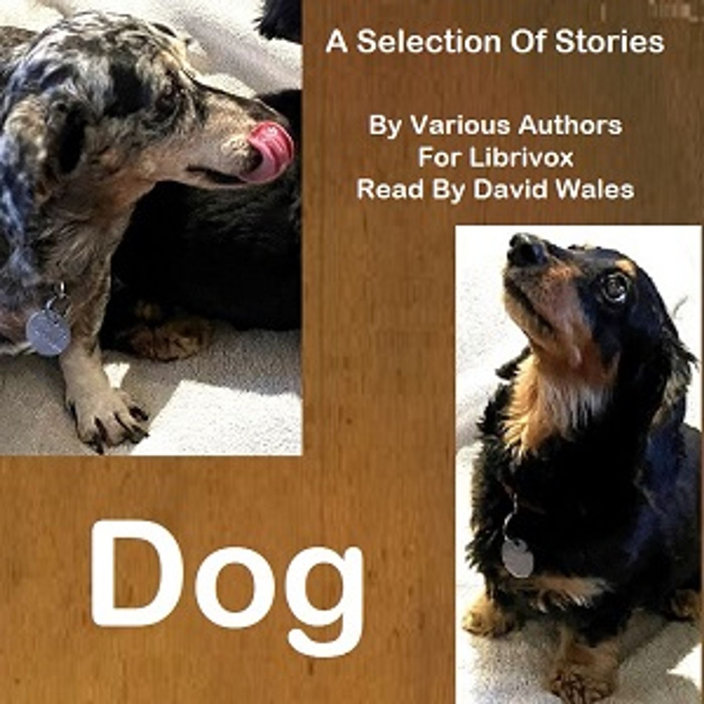 Dog: A Selection of Stories