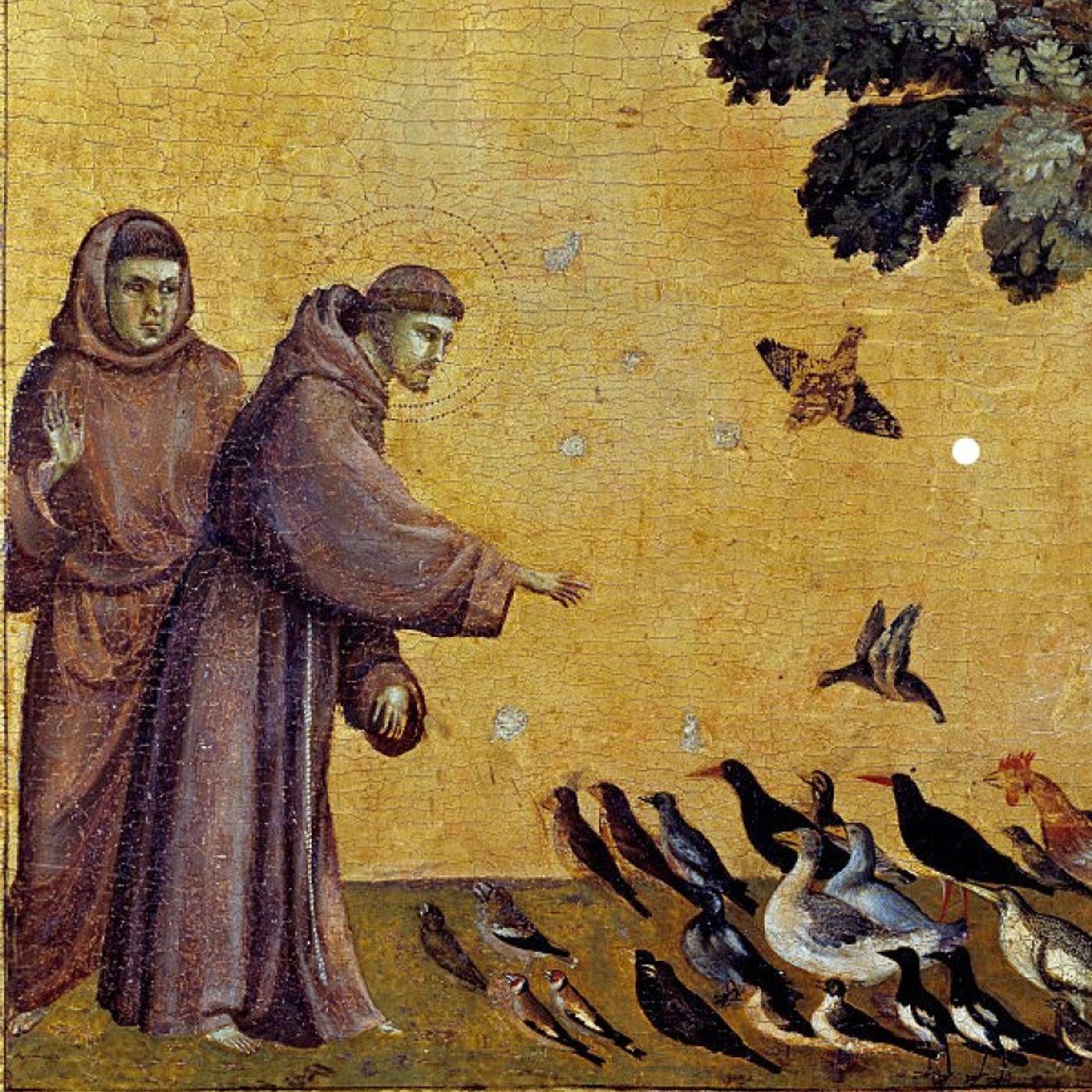 Maturità 2026, toto-tema: perché tutti parlano di San Francesco in prima prova episode artwork