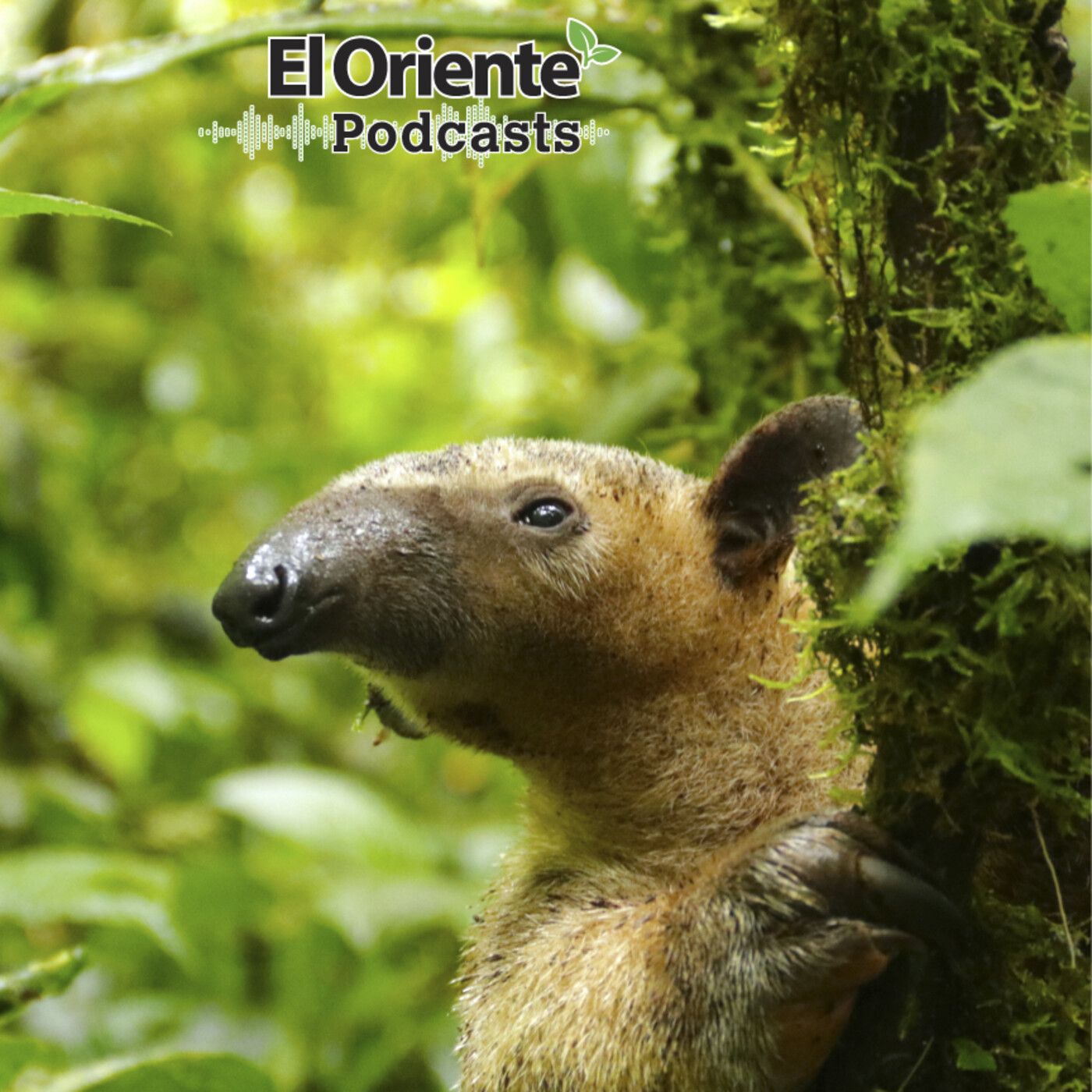 La Voz de la Amazonía