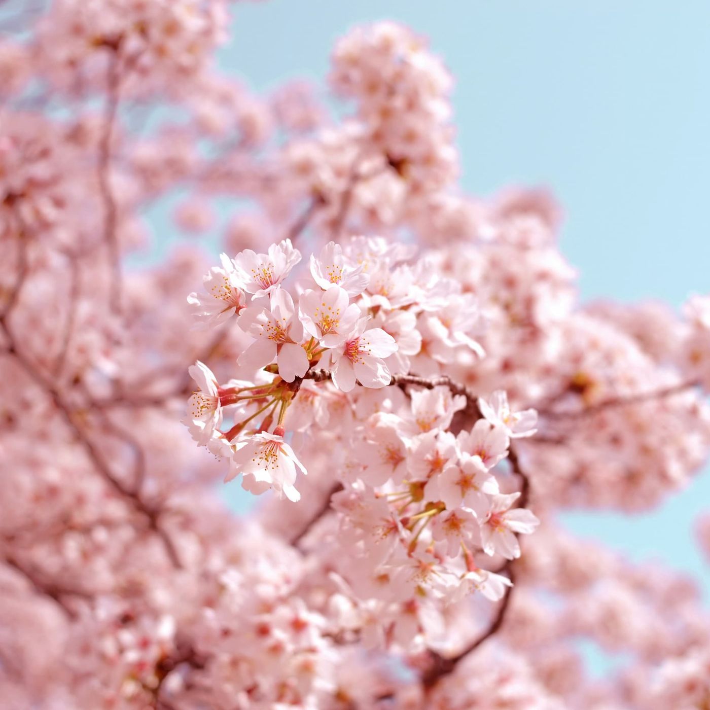 La danza dei petali rosa: rincorsa alla fioritura dei ciliegi episode artwork