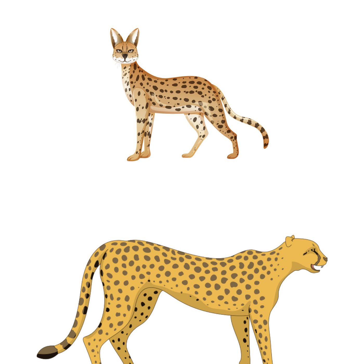 Cuentos del serval y el leopardo