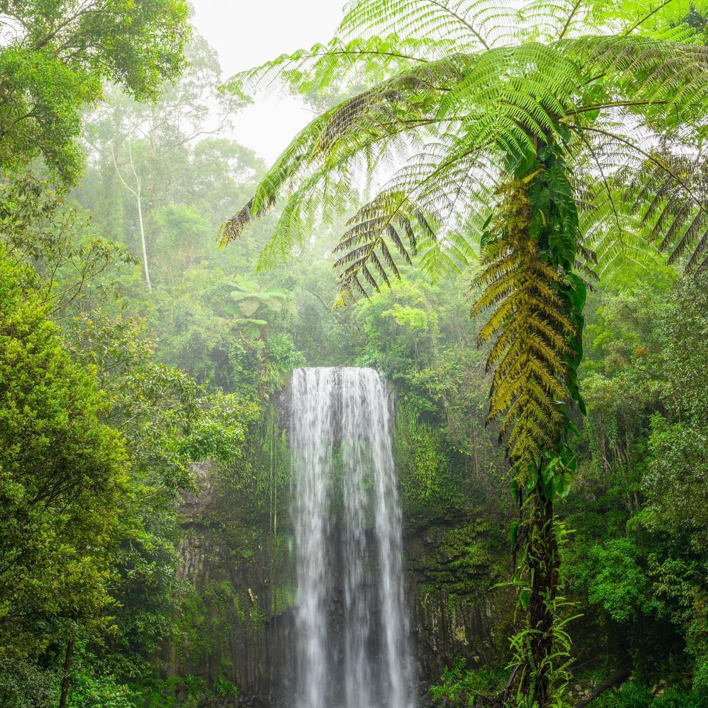 Light Jungle Rain - 10 Hours Sleep Sound episode artwork