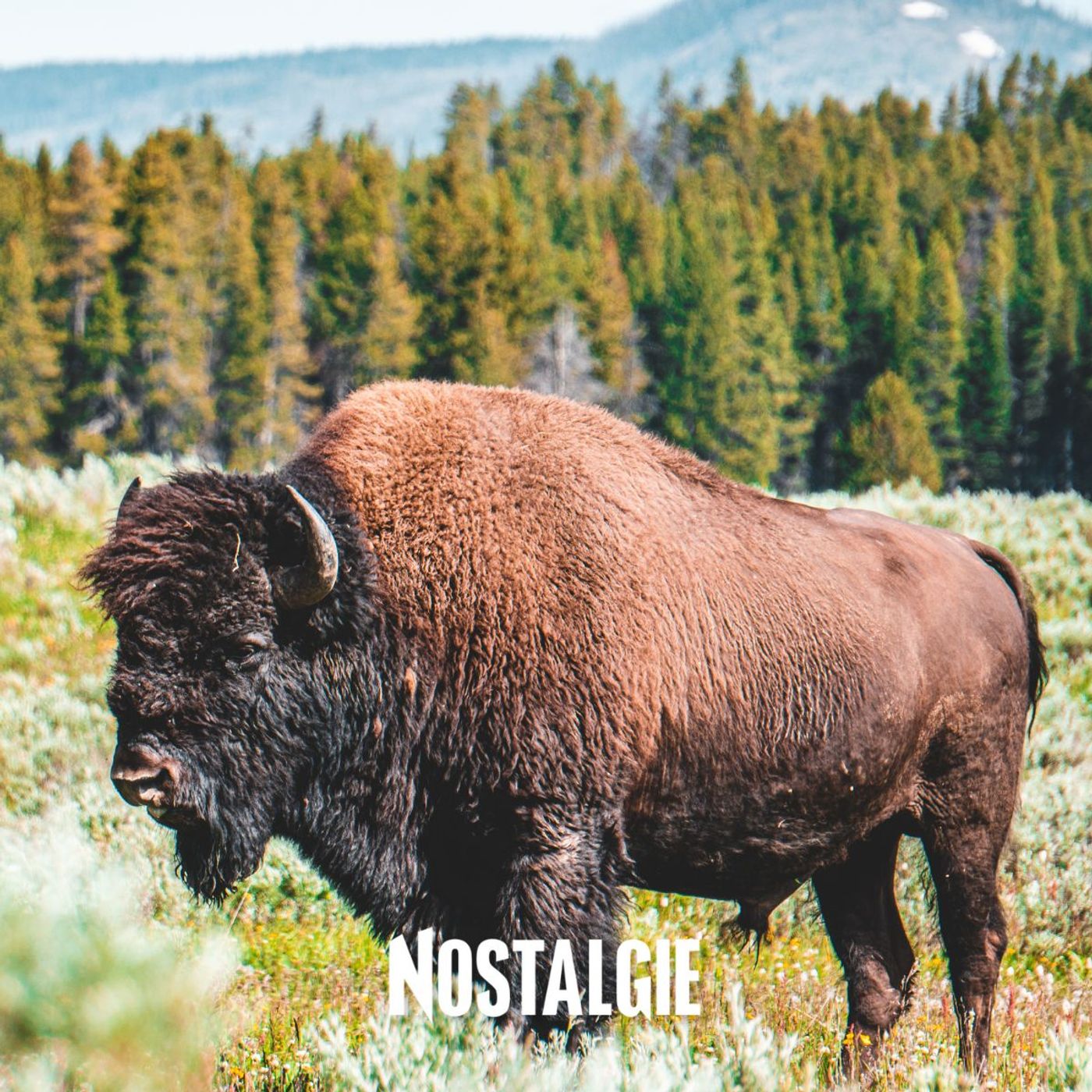 Ils captent et stockent le CO2 : les bisons, superhéros pour le climat episode artwork