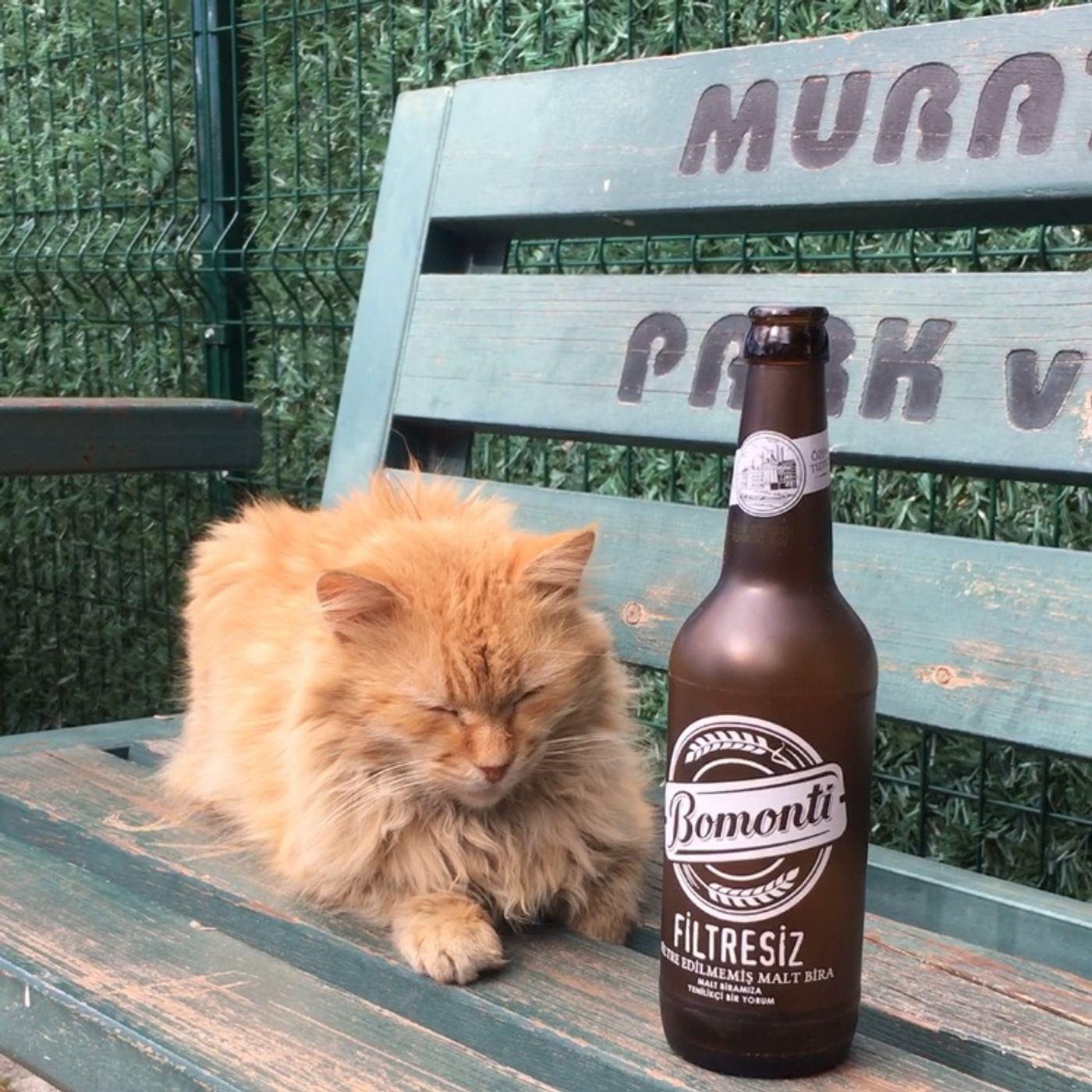 böyle devam ederse intihar edeceğim