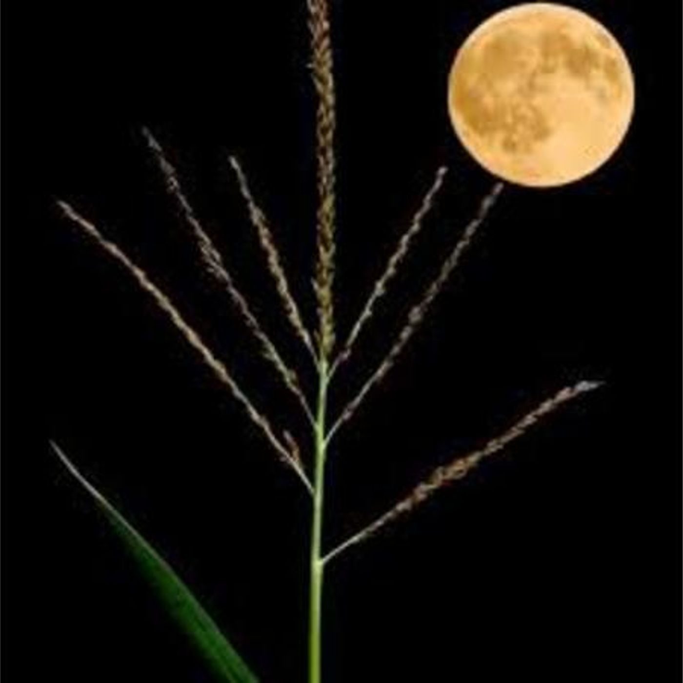 Moon Magic with Jeanet & David Ewing - August Full Corn Moon Ritual episode artwork