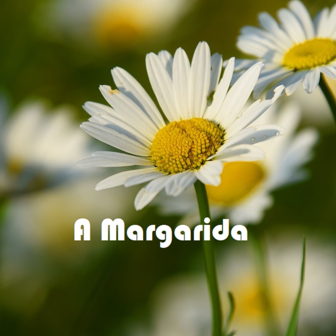Contos Clássicos