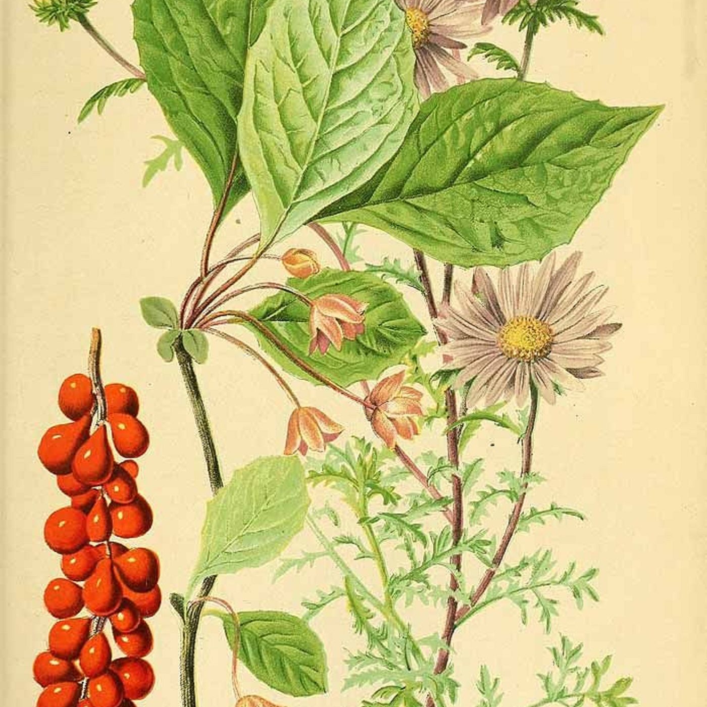 Southern Appalachian Herbs