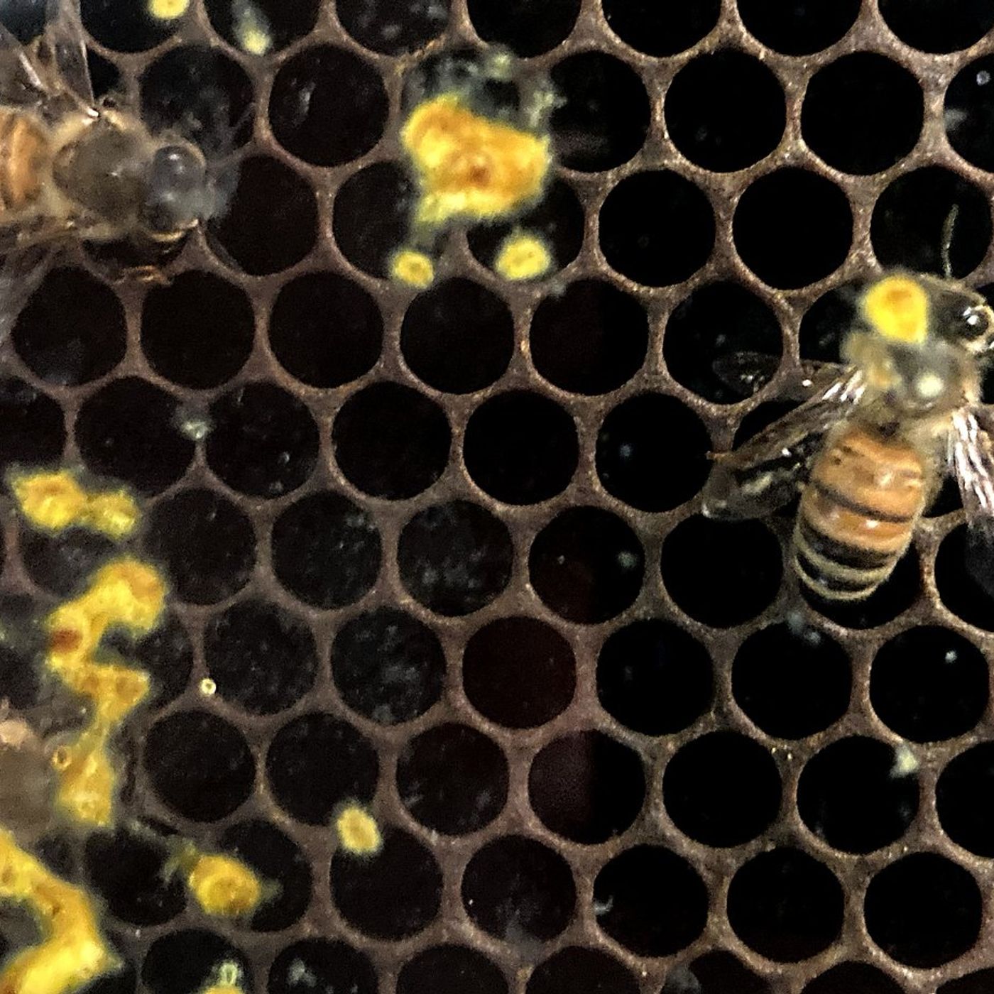Who can keep bees in Huntley? Village reexamines local rules episode artwork