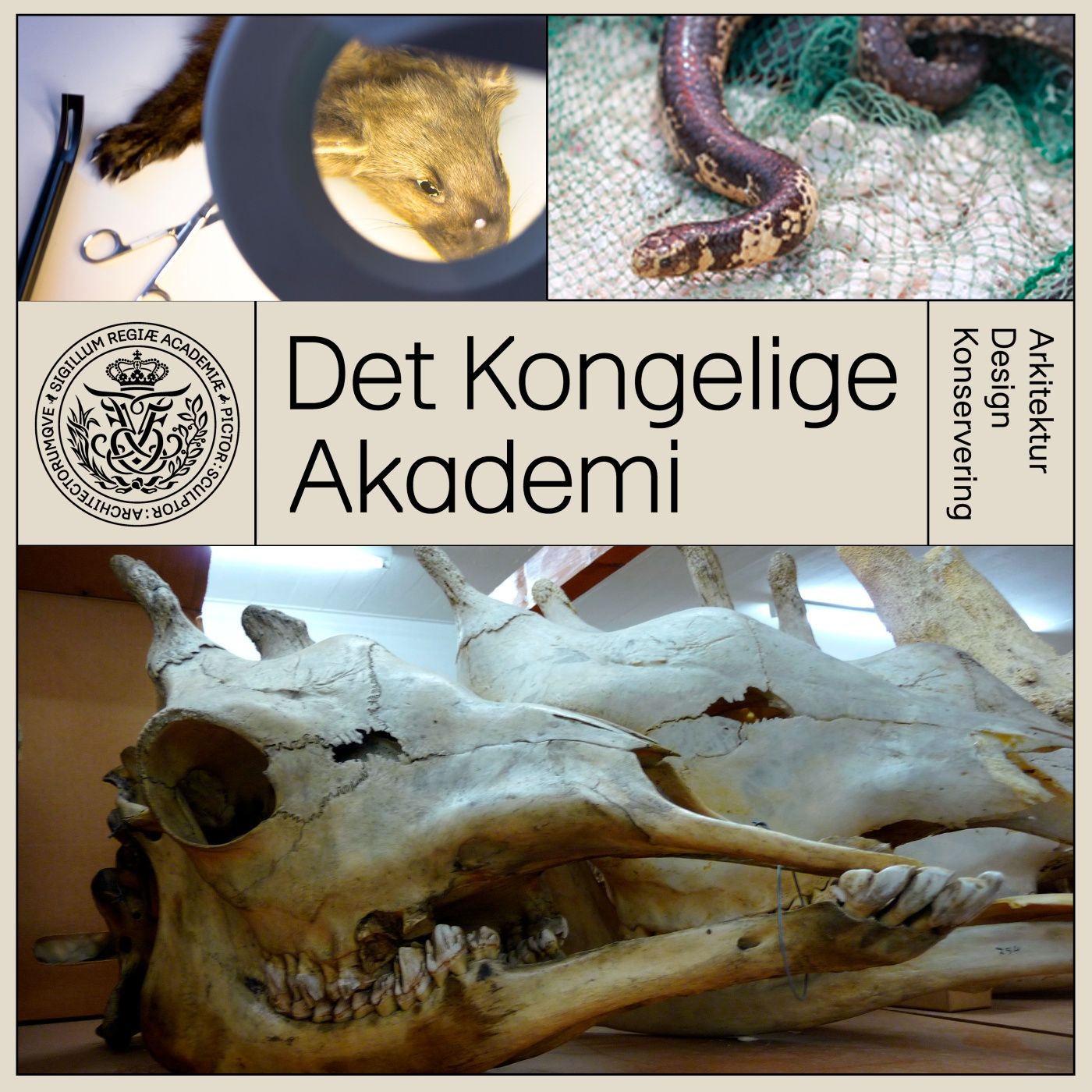 Det Kongelige Akademi