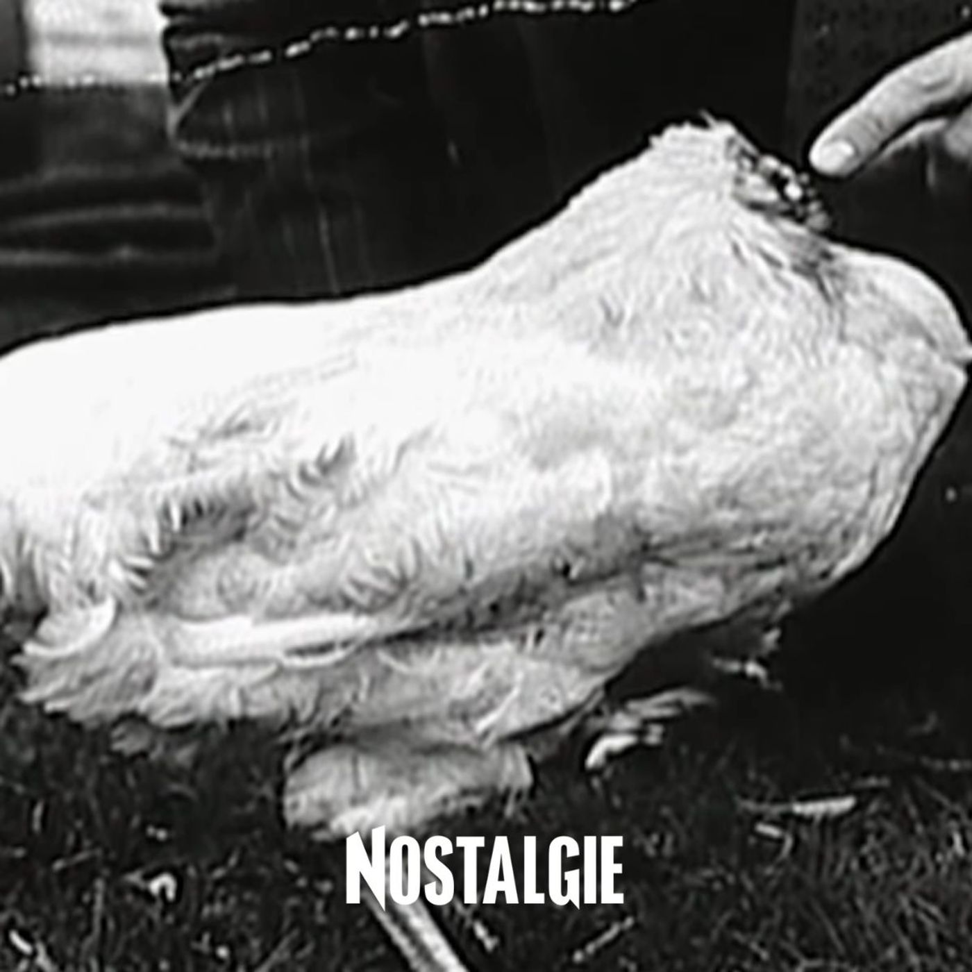 L'étonnante histoire de "Mike le poulet" episode artwork