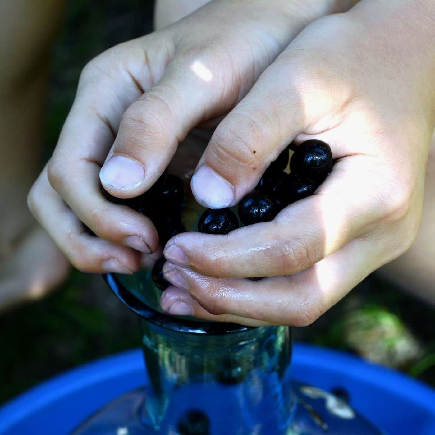Na co pomoże aronia? Akcja leśników „Dobro z Natury"