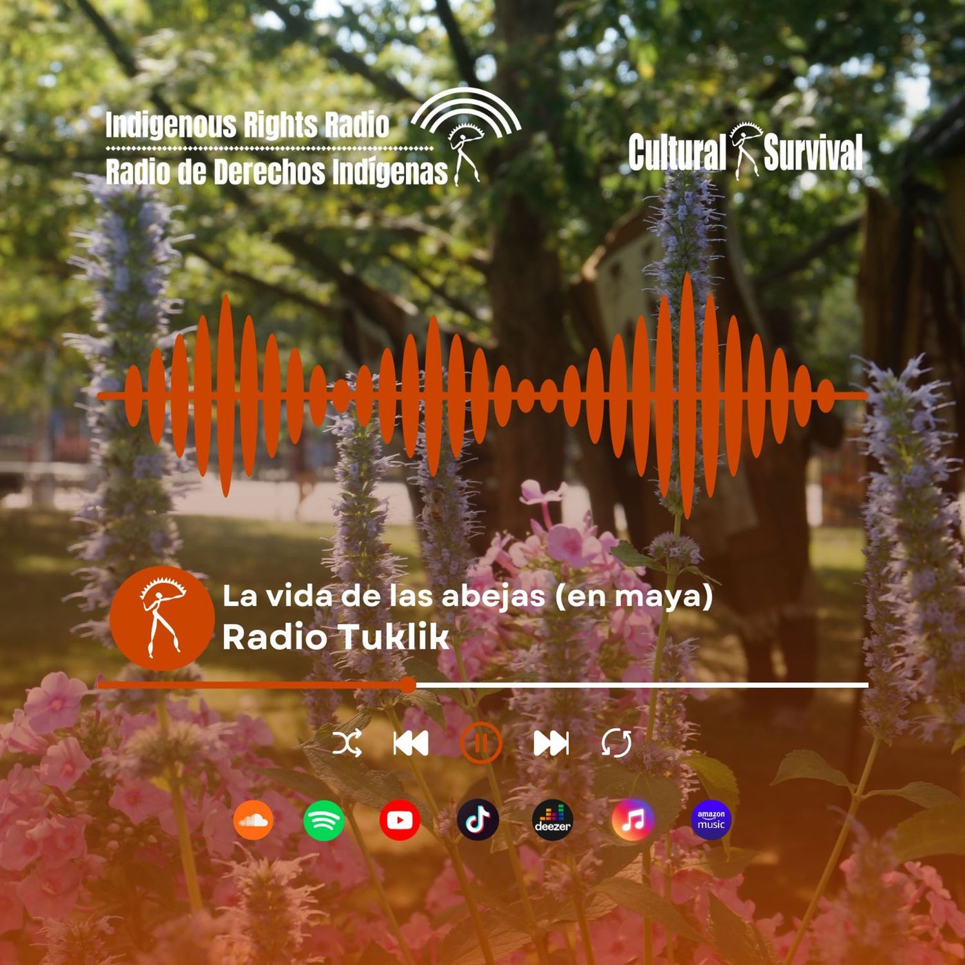 La vida de las abejas territorio (en maya)