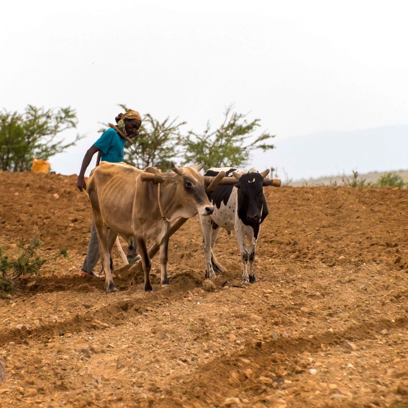 Niger : des pratiques traditionnelles pour préserver l’agriculture (magazine) episode artwork