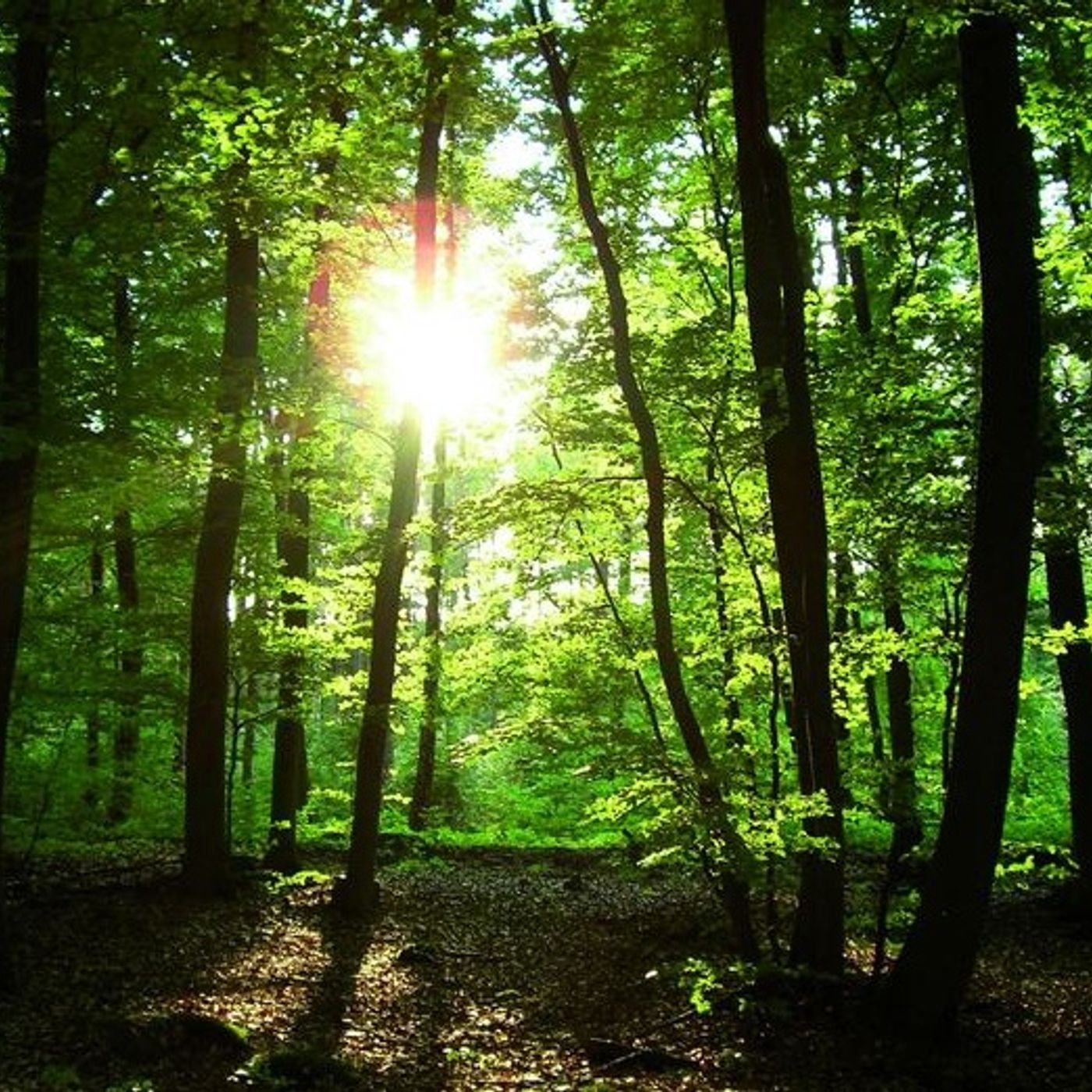 im Wald episode artwork