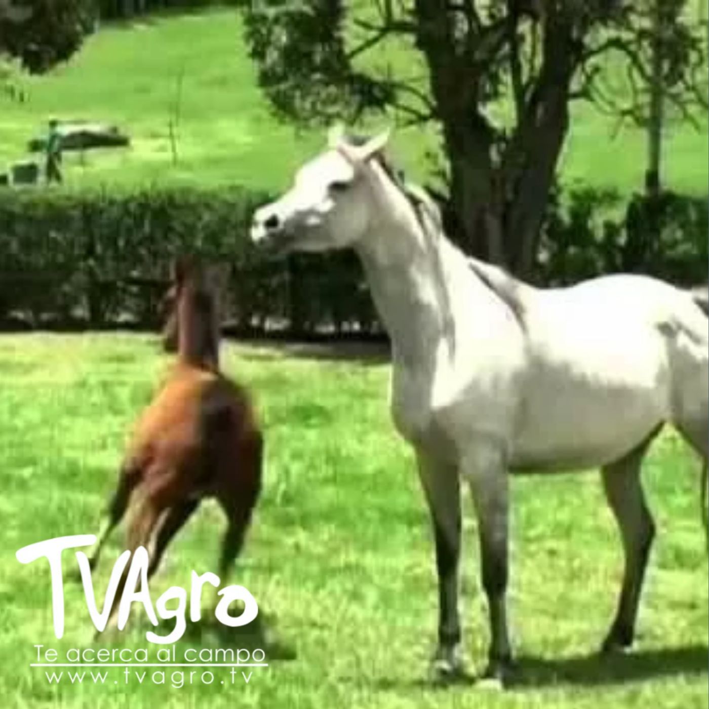 TV AGRO