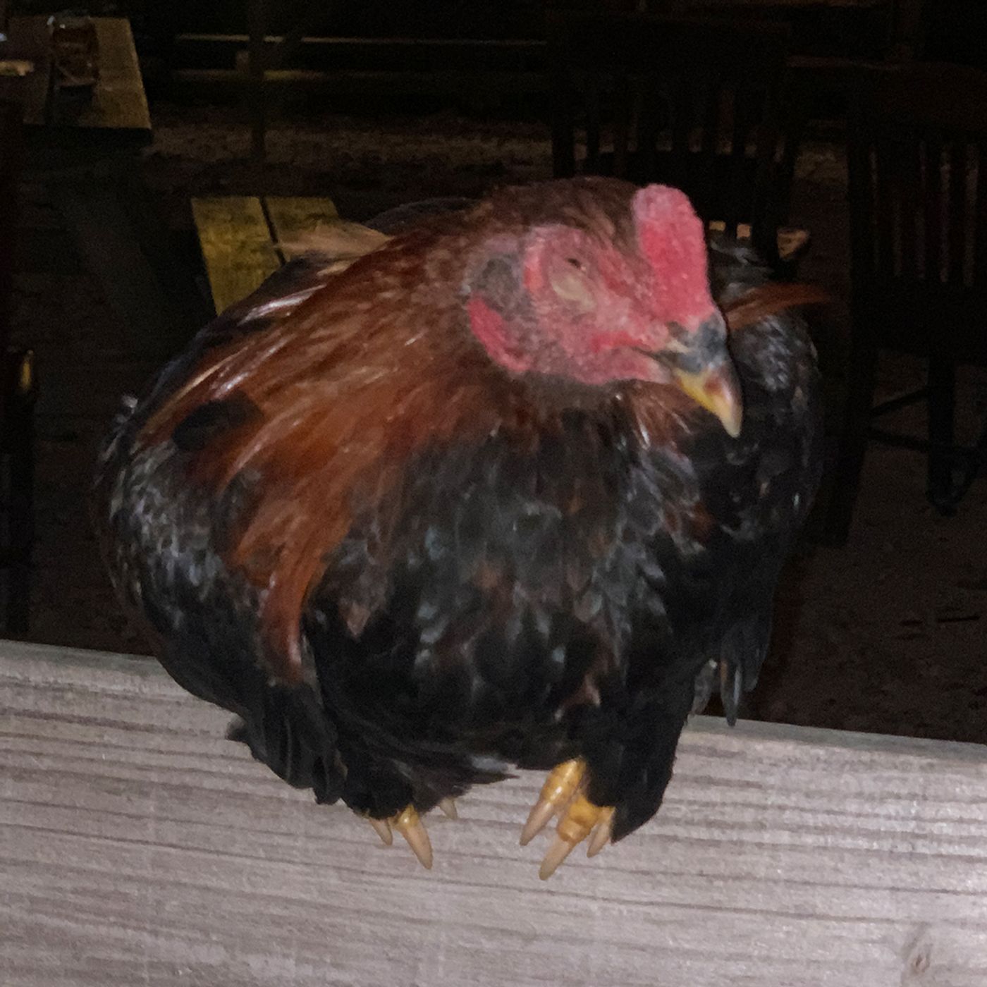Full Show: Weekend updates, a bar rooster and an Olympic fail!