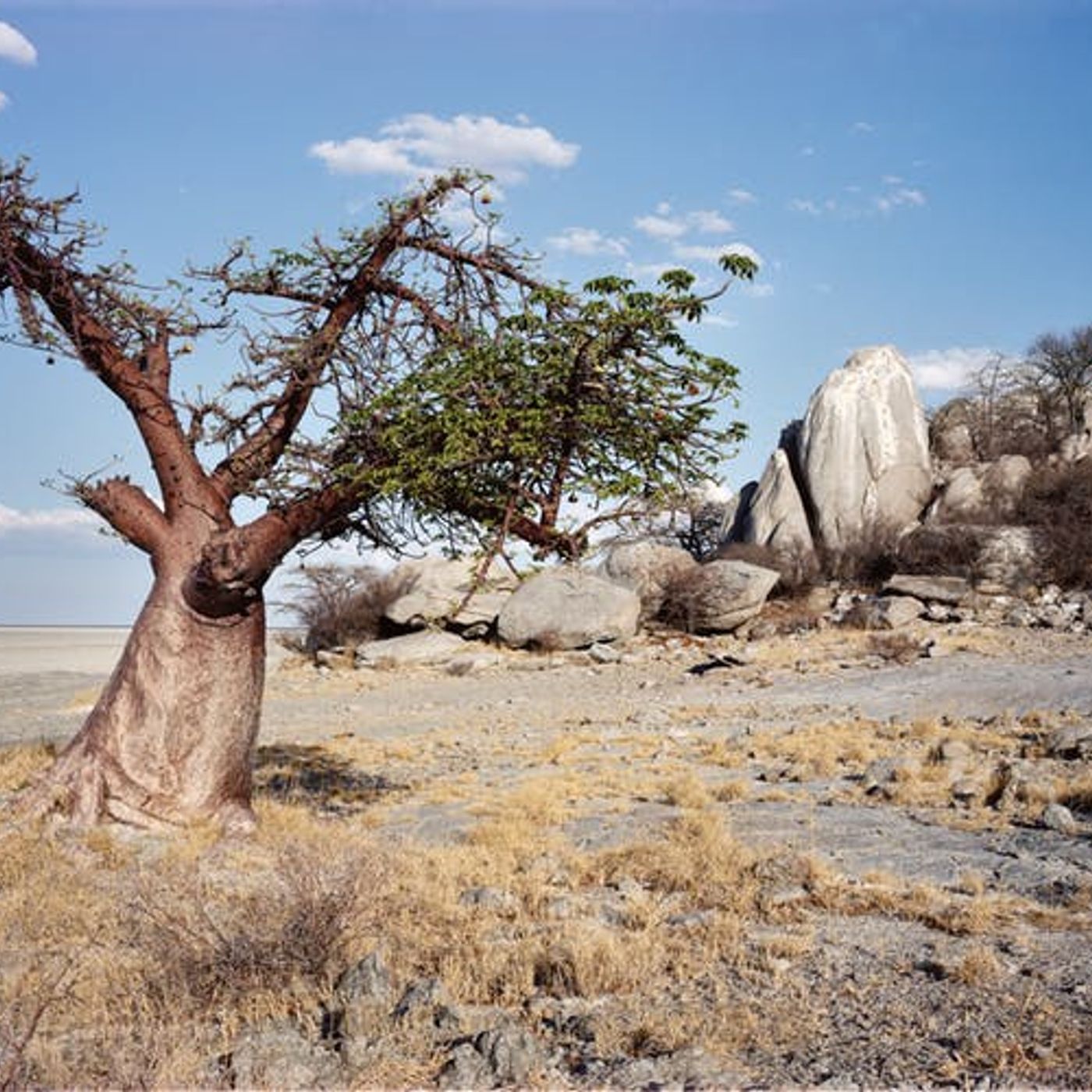 5/24/19-It's so hot! I need water! (Baobab, TopicMagazine)