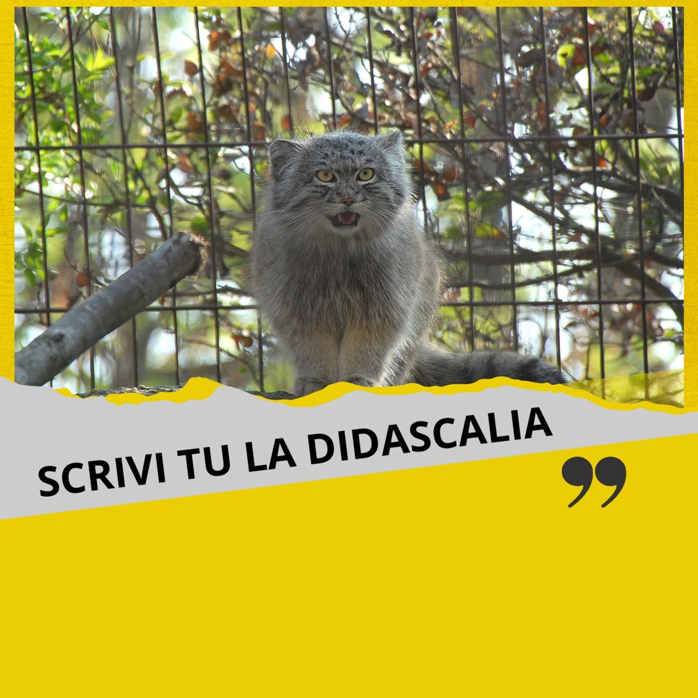 Il Gatto di Pallas negli zoo tra conservazione e responsabilità episode artwork