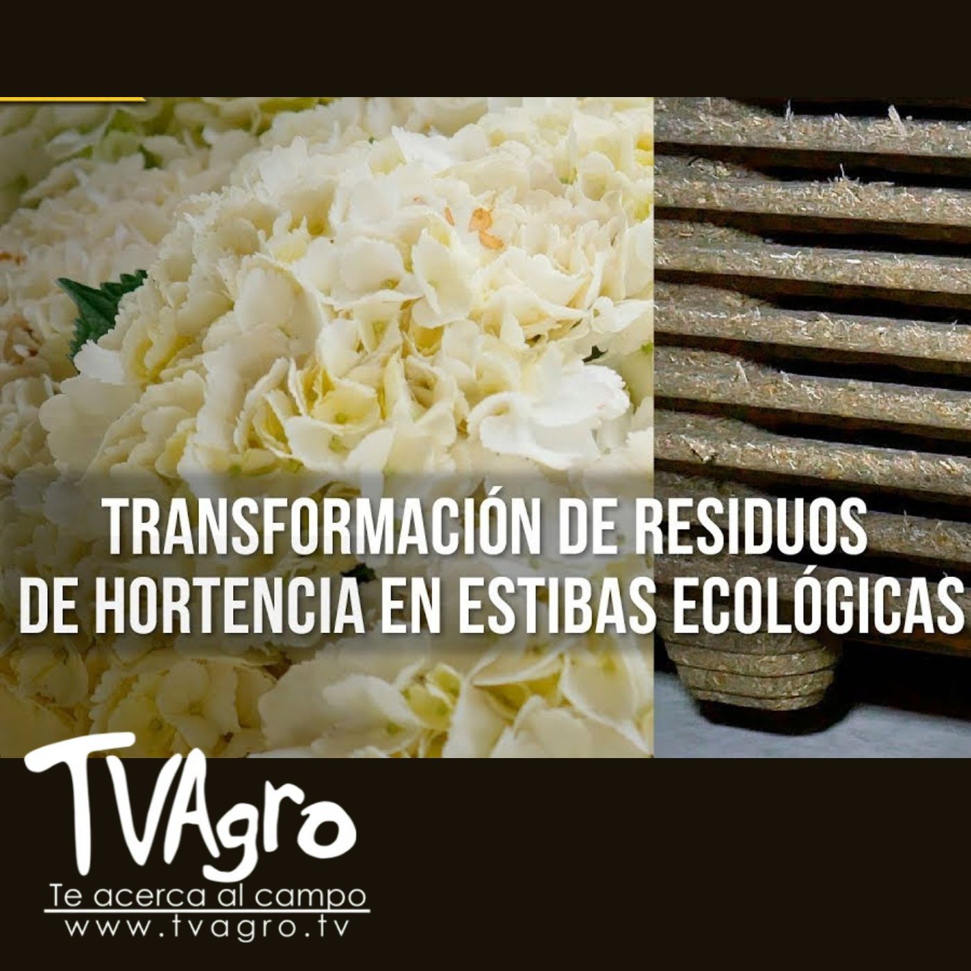 TV AGRO