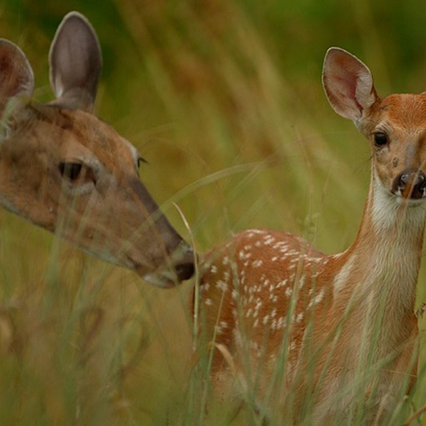 Kendall County Forest Preserve District examining fatal deer disease at Saturday workshop episode artwork