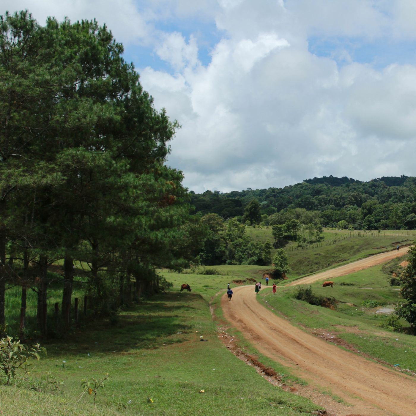 El manejo de bonos de carbono en la zona zoque de Chiapas, México