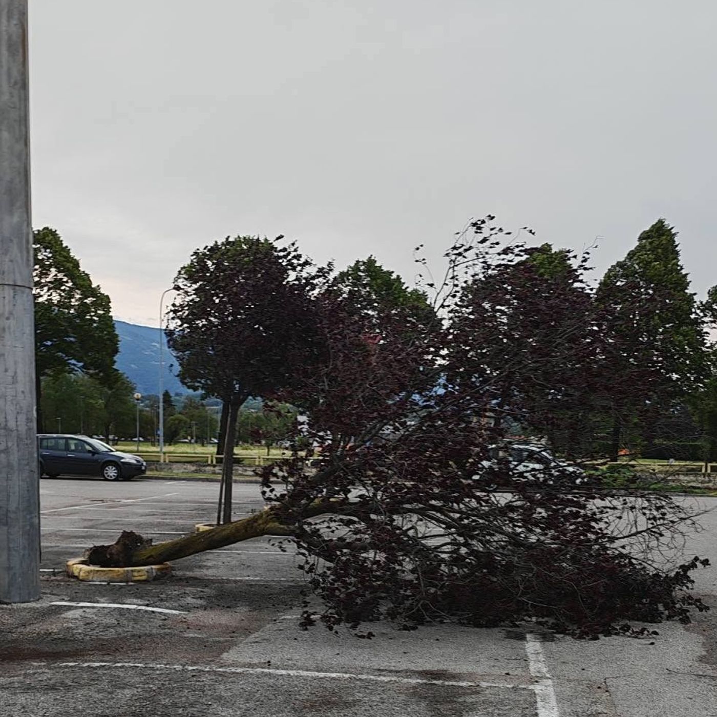 Vento nel Vicentino, alberi caduti a Thiene. Scatta l’allerta rossa episode artwork