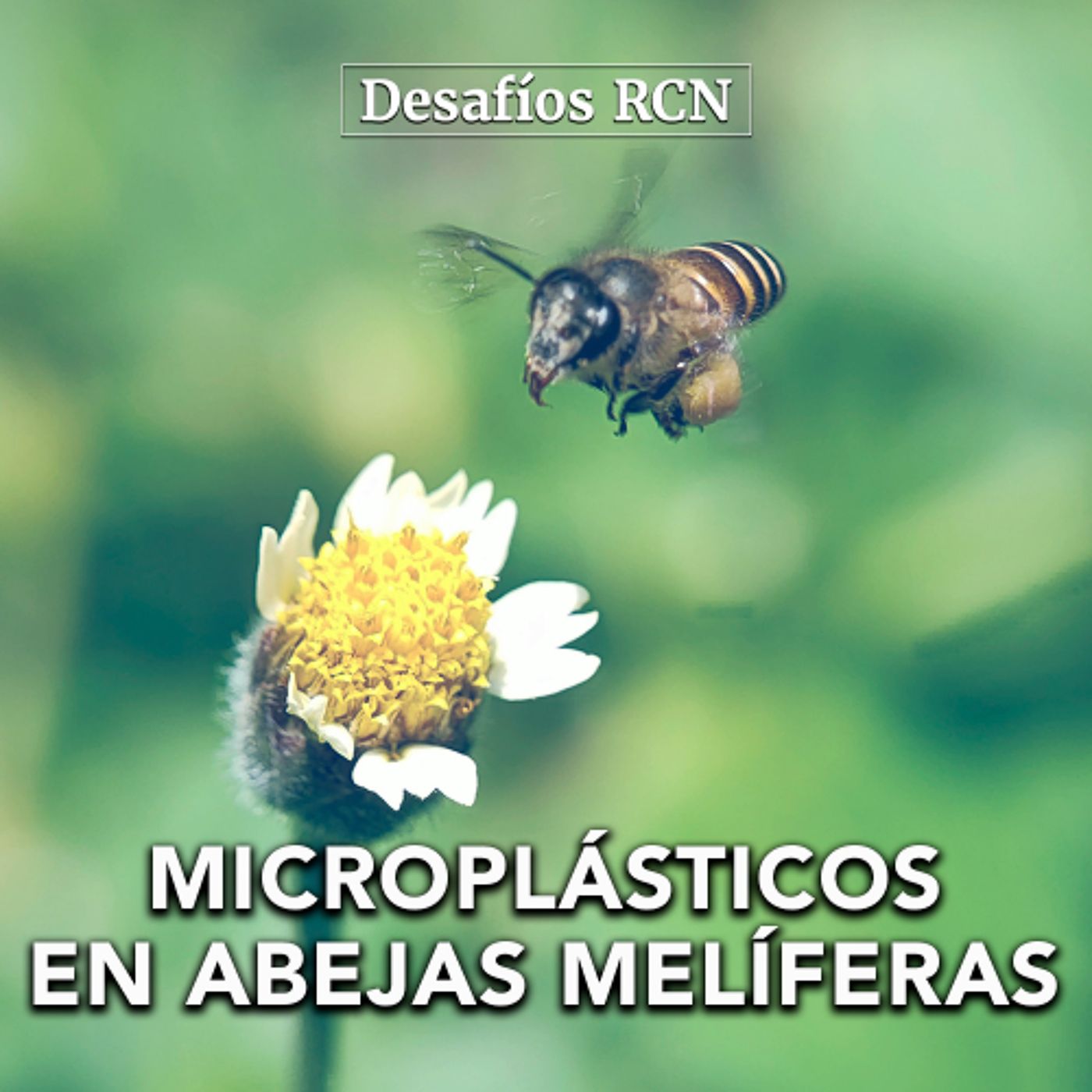 Microplásticos en abejas melíferas: una alerta desde la Sabana de Bogotá | Desafíos RCN-Javeriana episode artwork