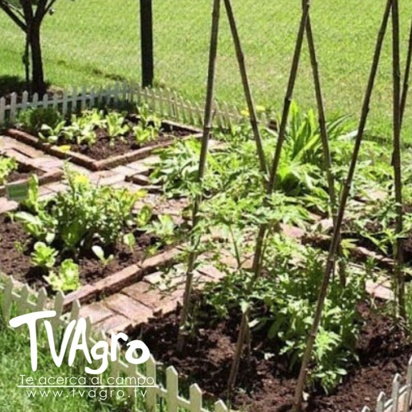 TV AGRO